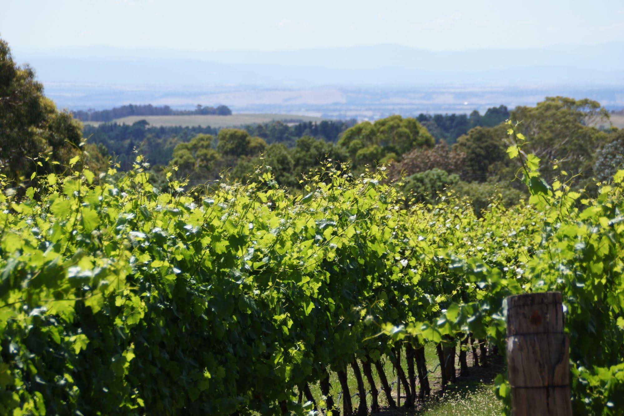 Gisborne Peak Winery Eco-Cottages