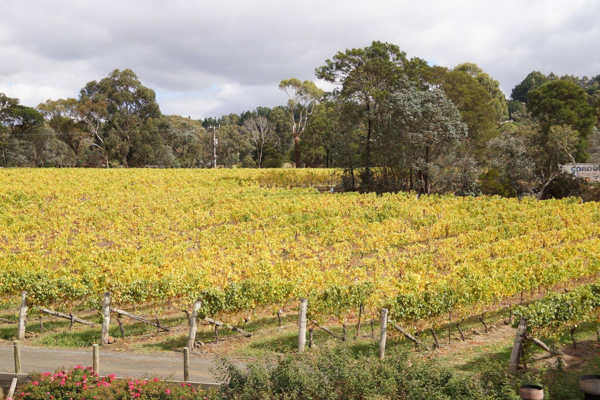 Gisborne Peak Winery Eco-Cottages