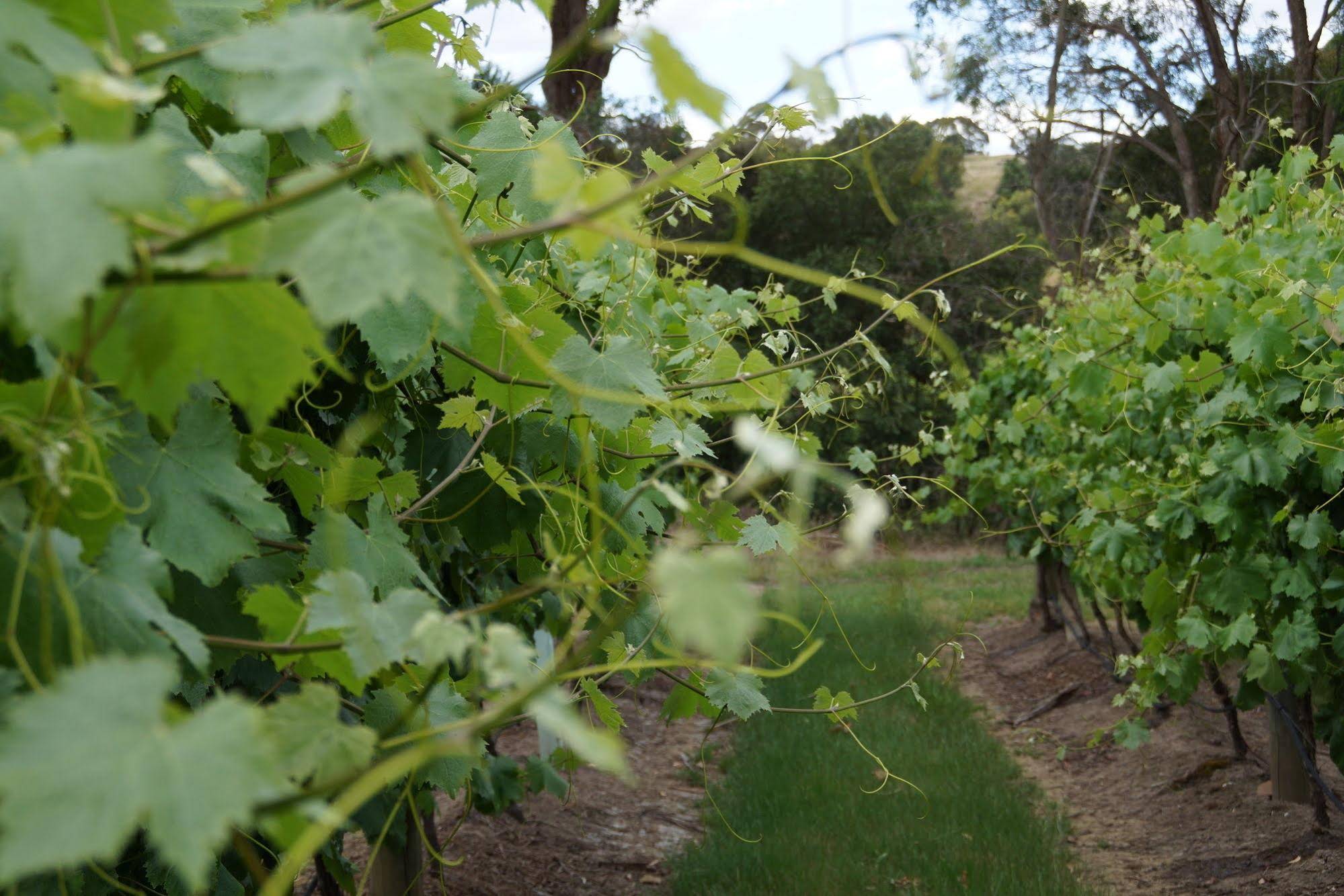 Gisborne Peak Winery Eco-Cottages