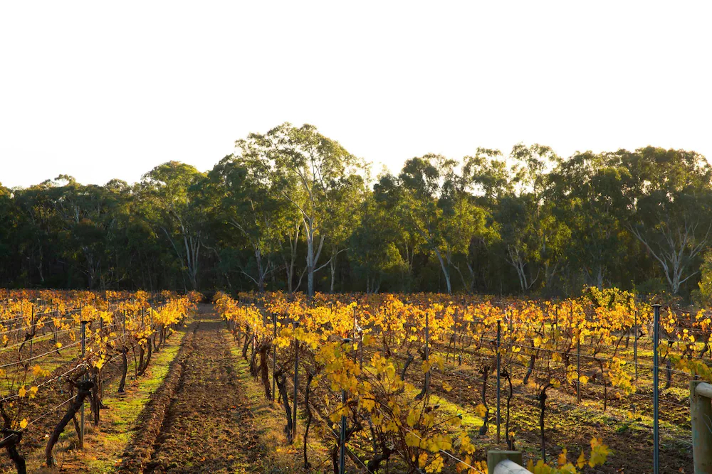 Byronsvale Vineyard & Accommodation
