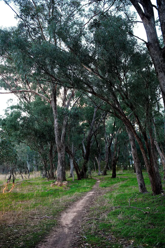 Byronsvale Vineyard & Accommodation