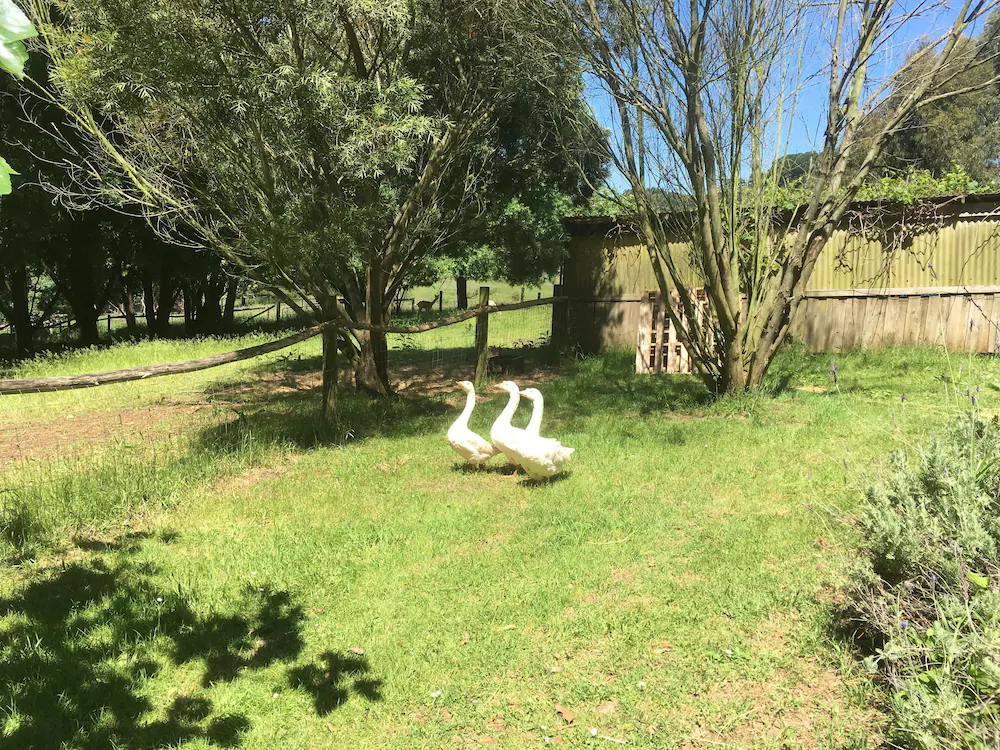 Summerhill Farm Bed & Breakfast