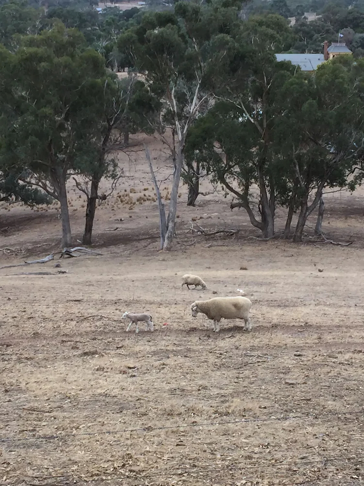 Burnt Creek Cottages Mansfield