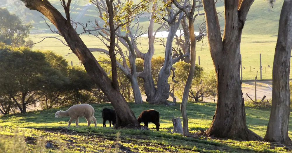 Burnt Creek Cottages Mansfield