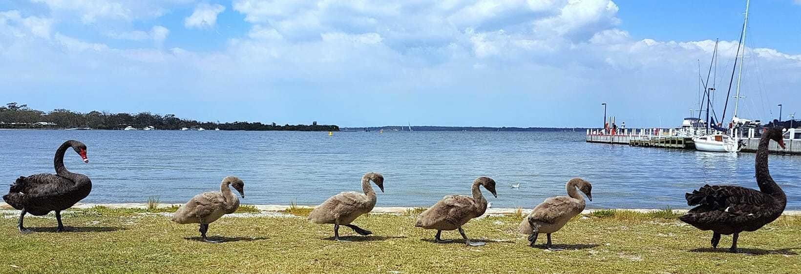 Mariners Cove at Paynesville Motel & Apartments