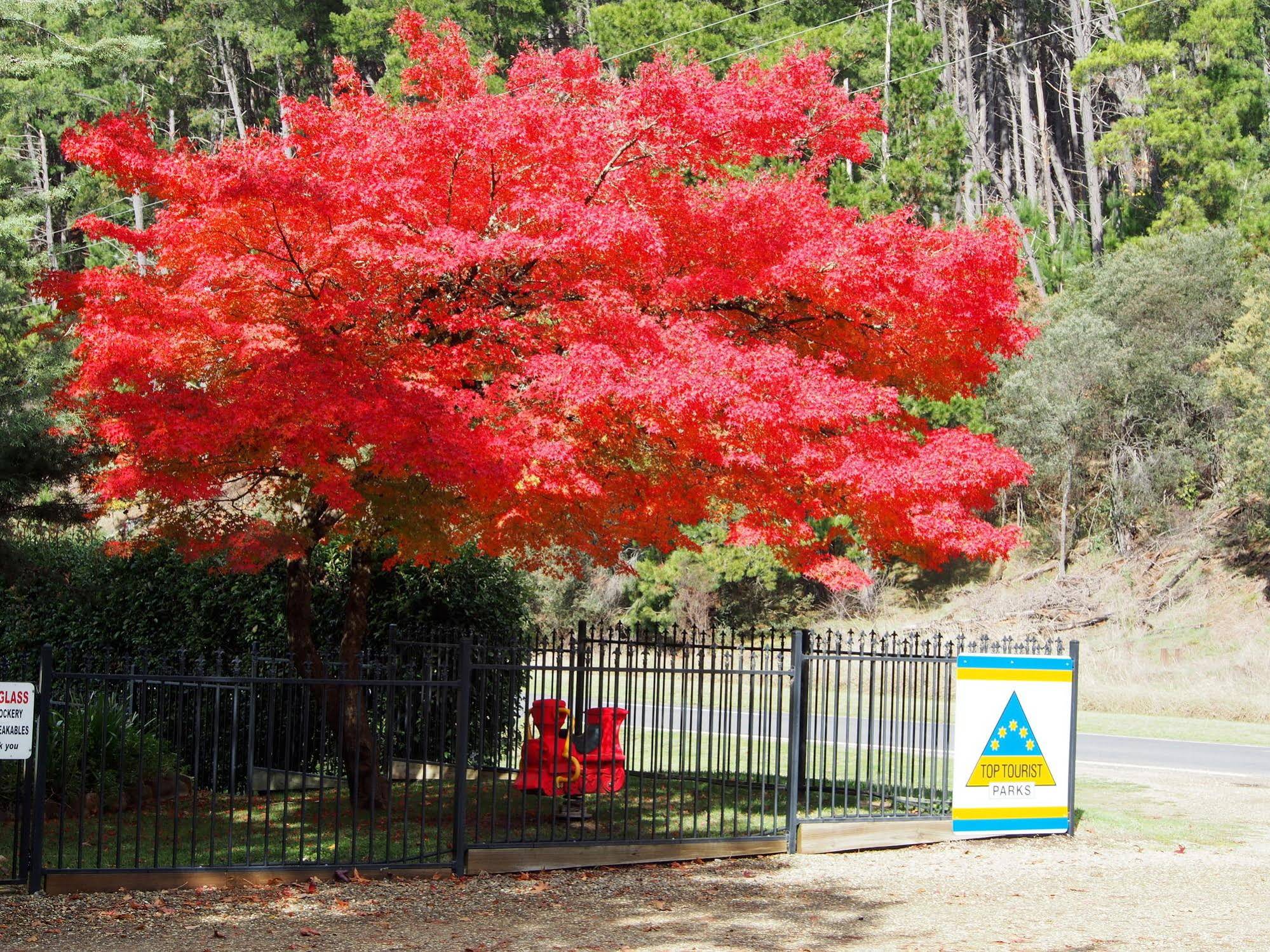 Porepunkah Pines Holiday Park