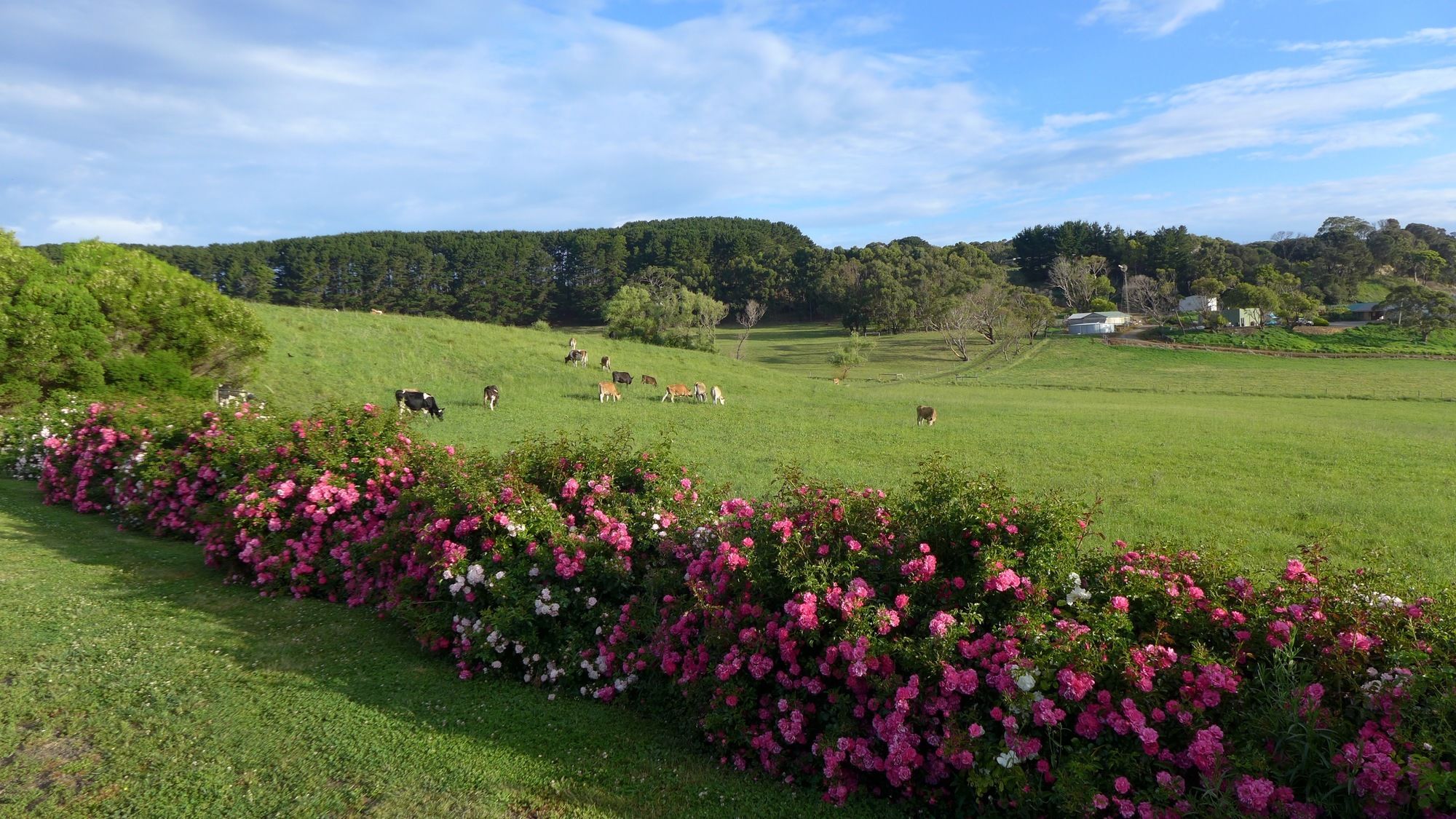 Daysy Hill Country Cottages