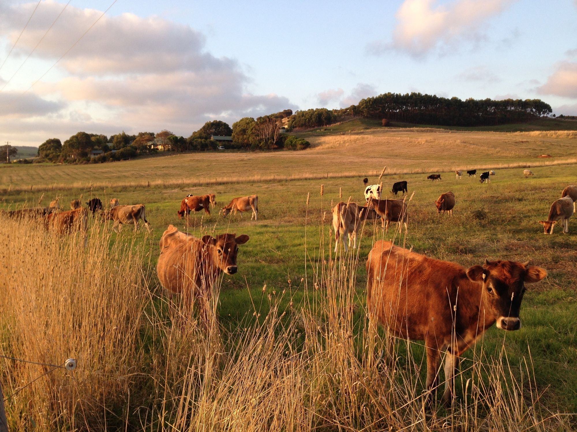 Daysy Hill Country Cottages
