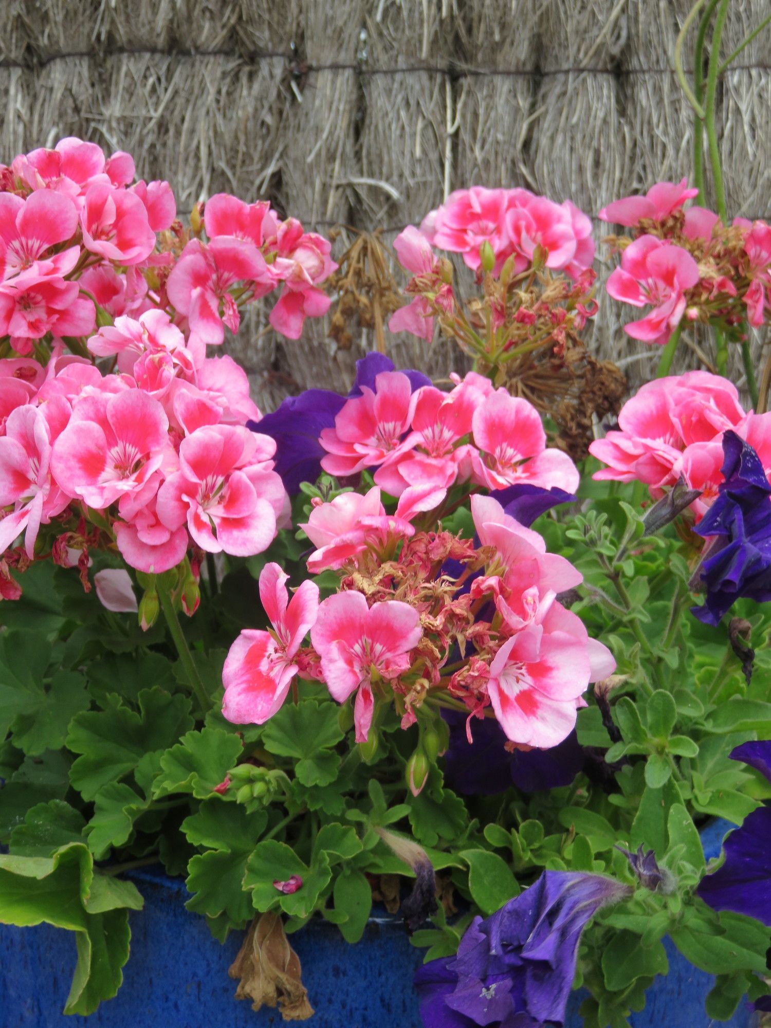 Port Campbell Motor Inn