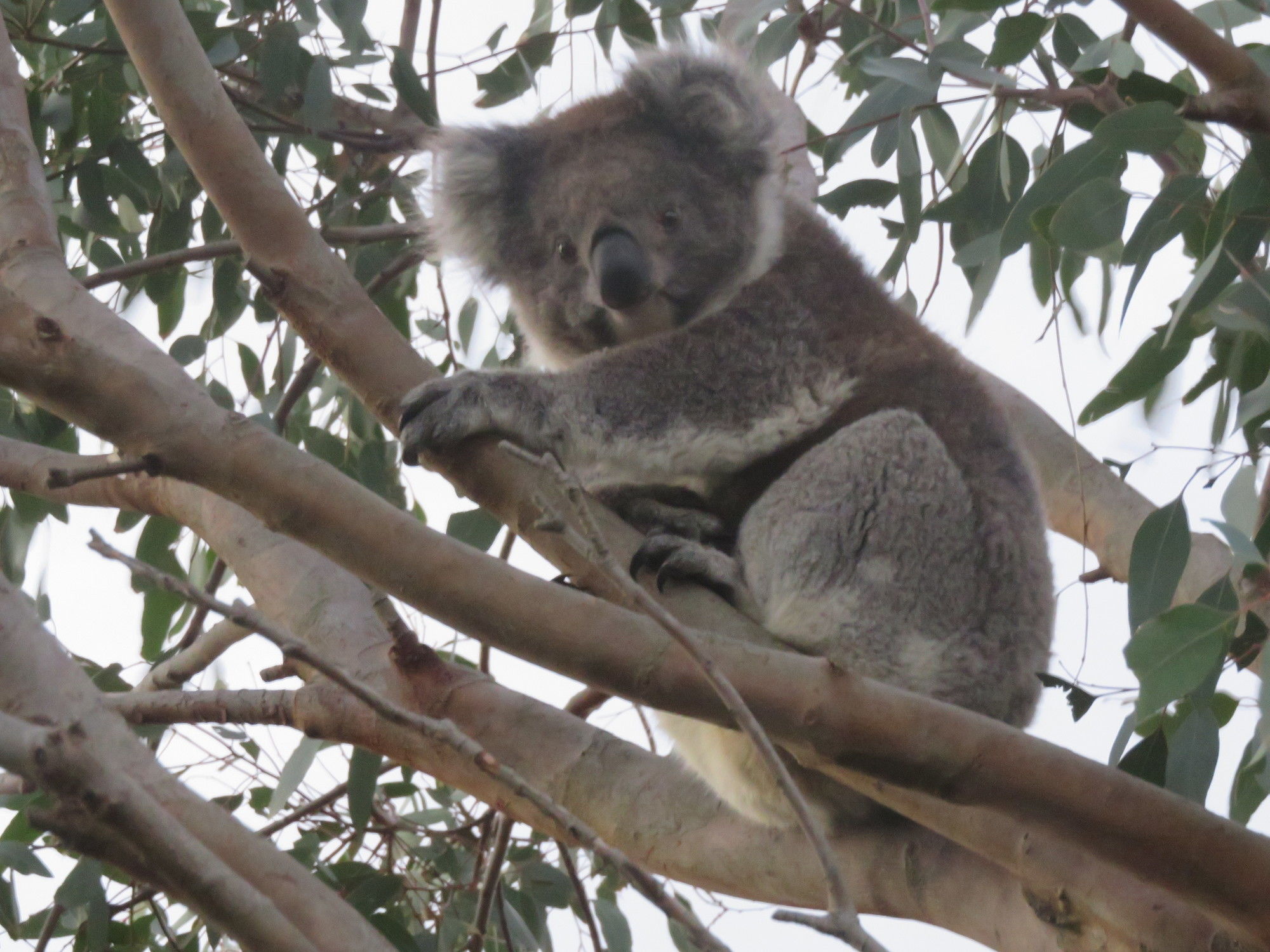 Port Campbell Motor Inn