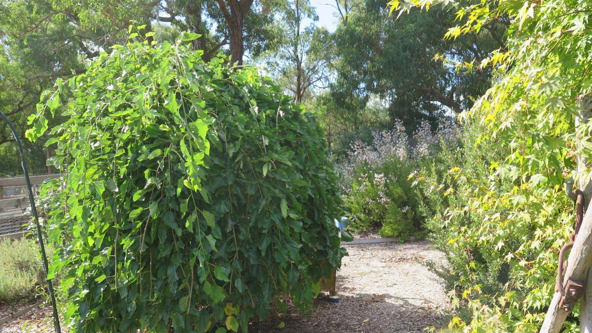 Honeyeater Cottage