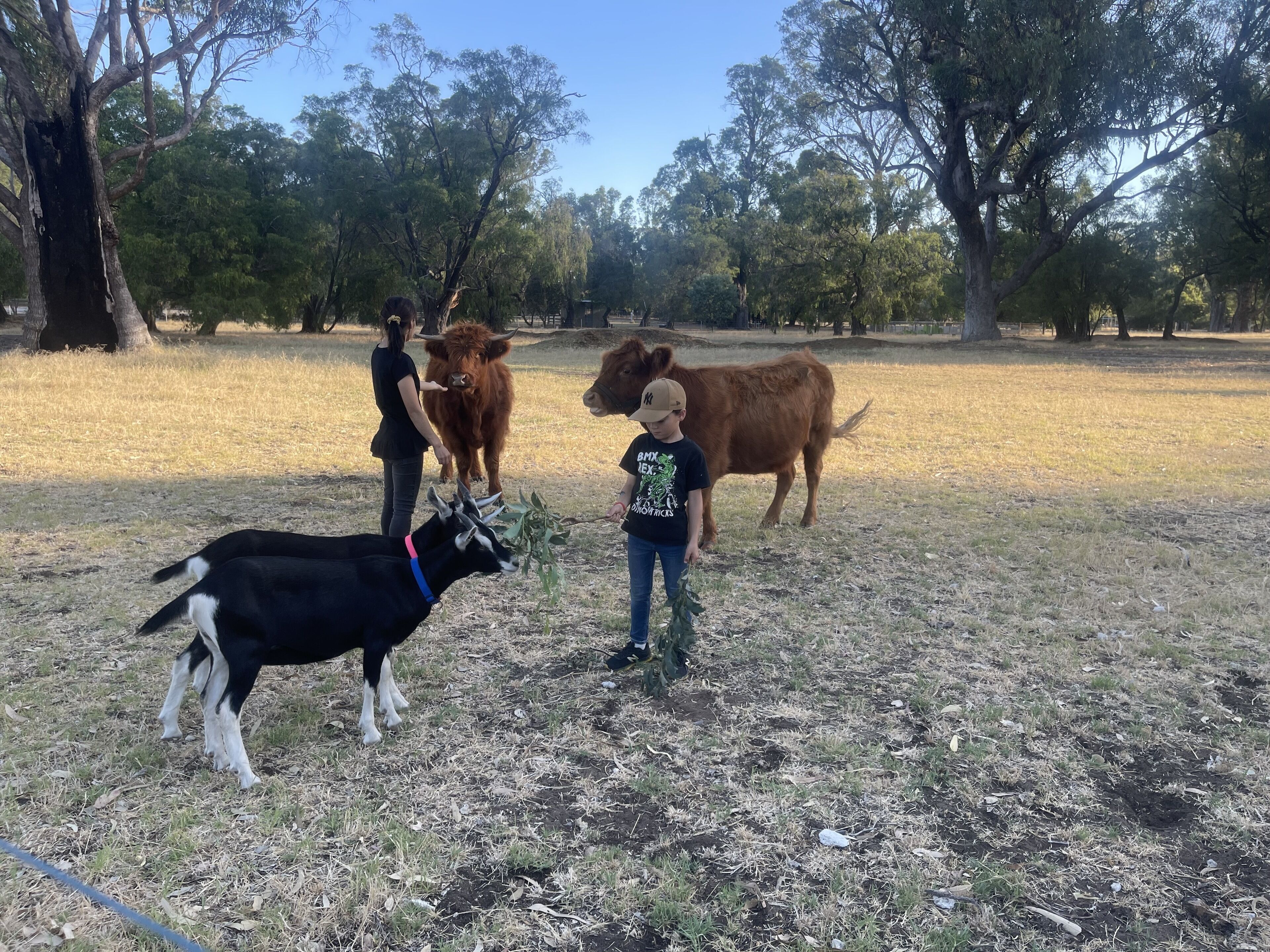 Stirling Estate Chalets