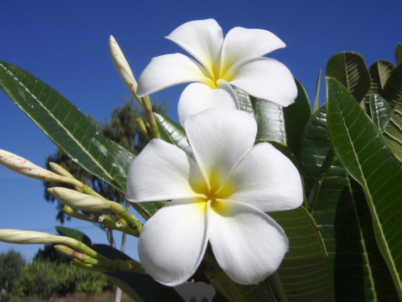 Big4 Plantation Caravan Park