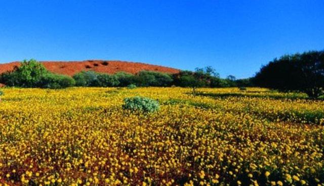 Wooleen Station