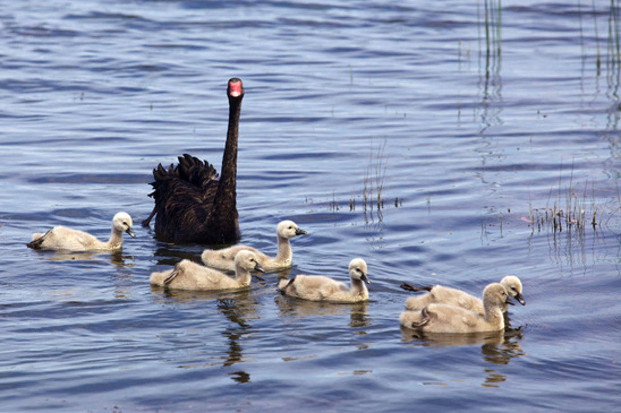 Armadale Farmstay Bed & Breakfast