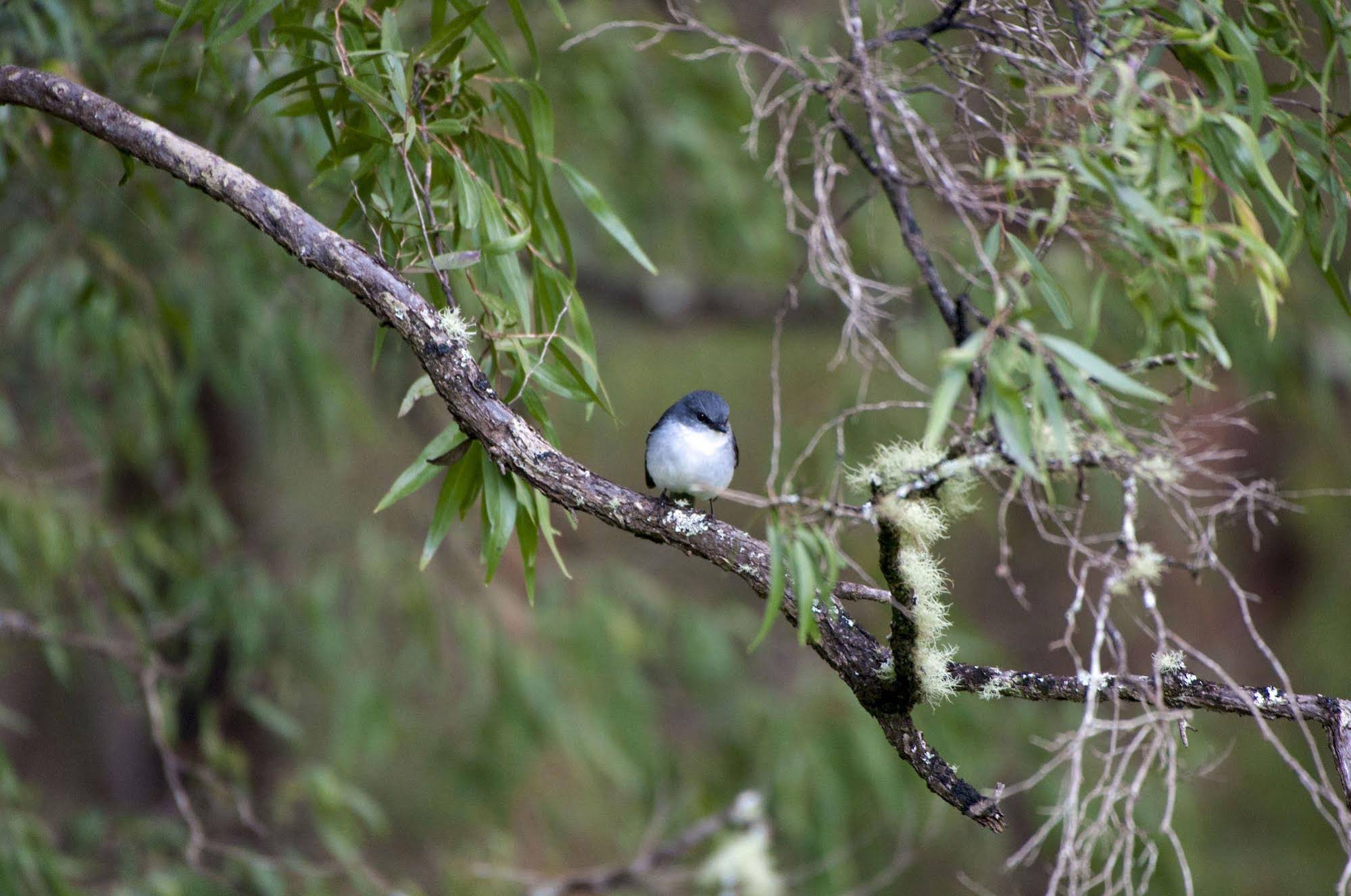 Harmony Forest Cottages