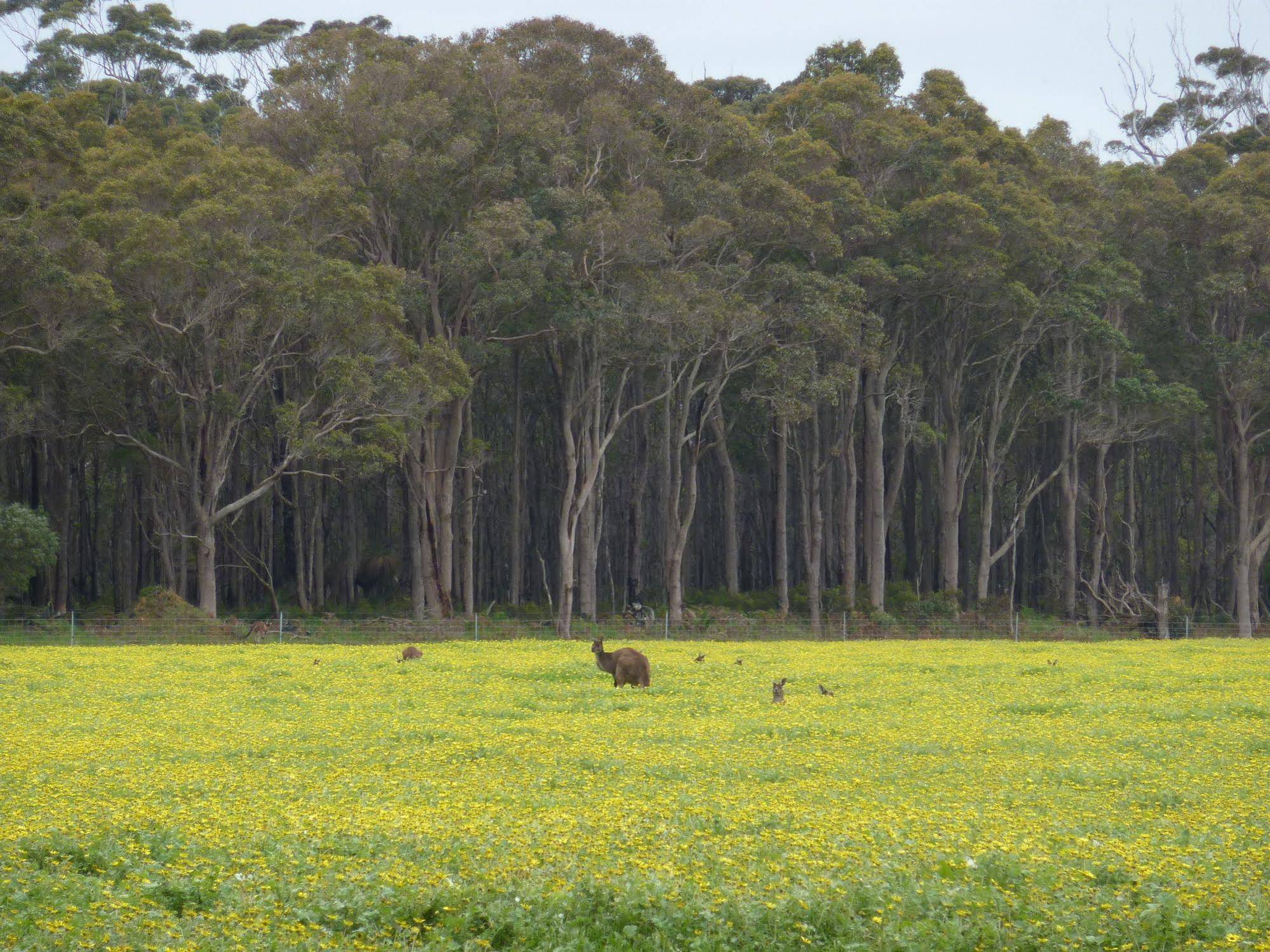 Margaret River Holiday Cottages
