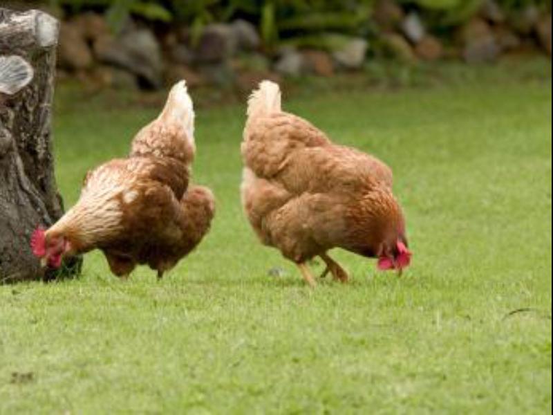 Peppermint Brook Cottages