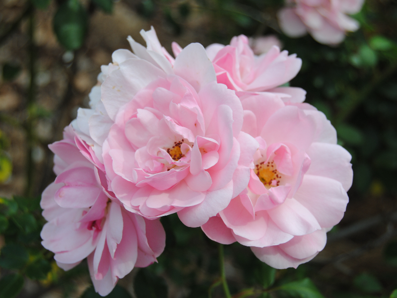 Station House Chalets