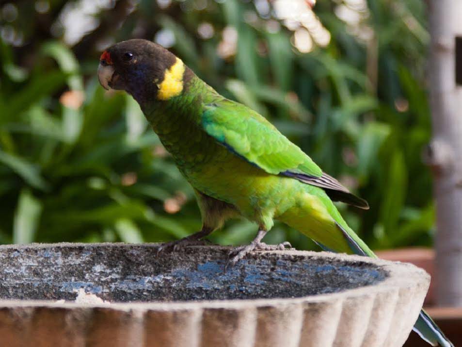 The Noble Grape Guesthouse