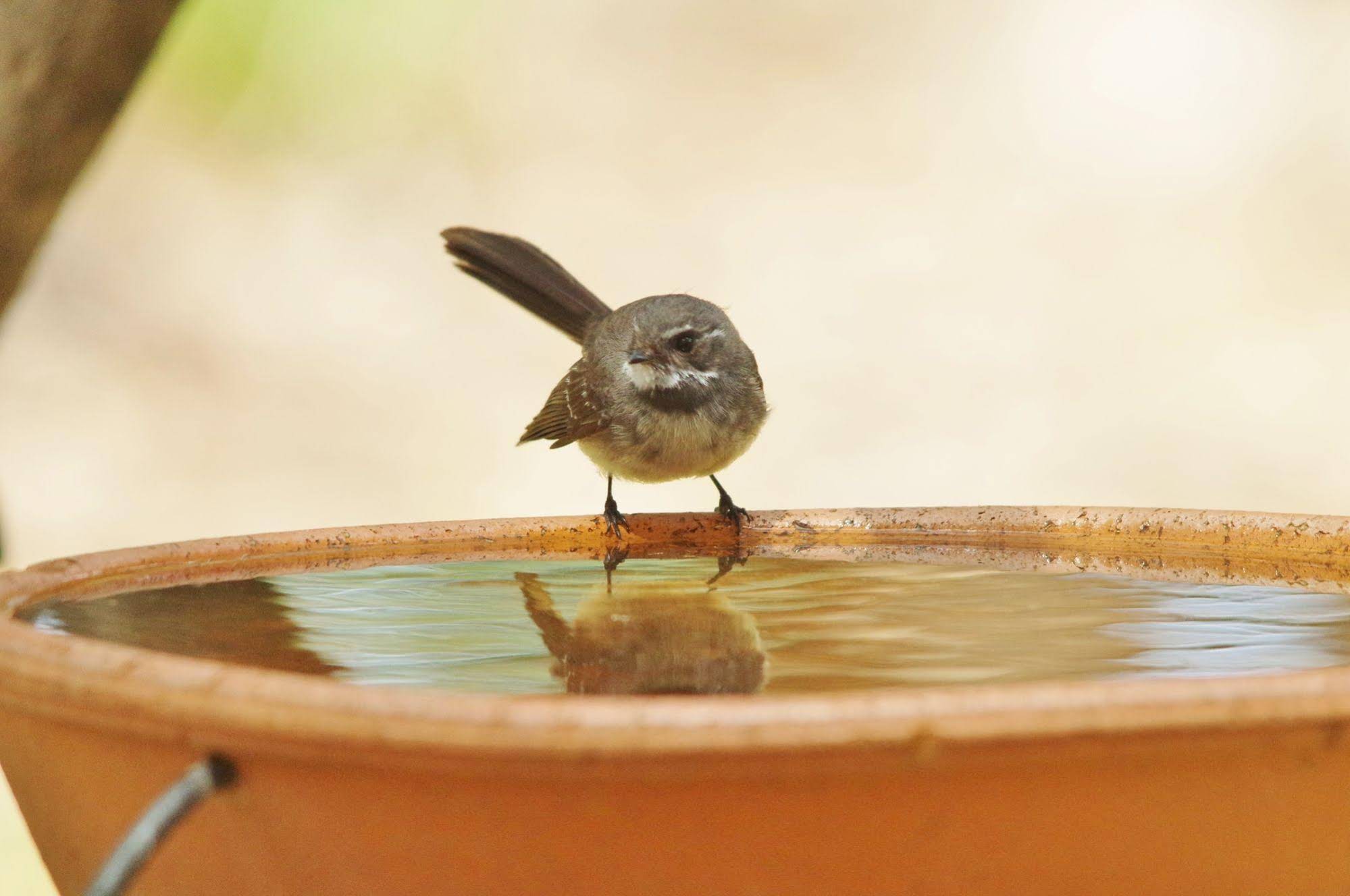 Yelverton brook Eco Spa Retreat & Conservation Sanctuary