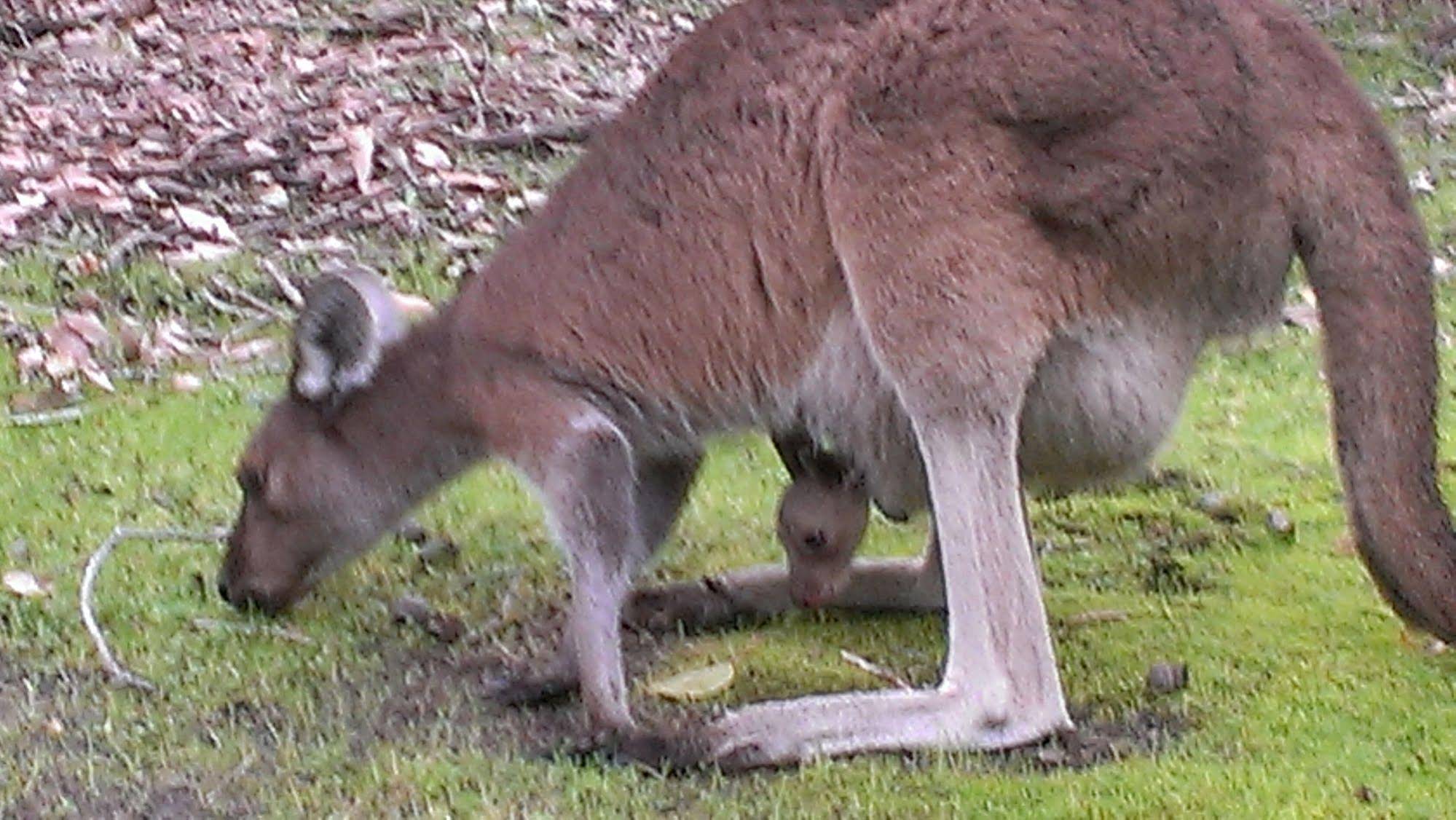 Yelverton brook Eco Spa Retreat & Conservation Sanctuary