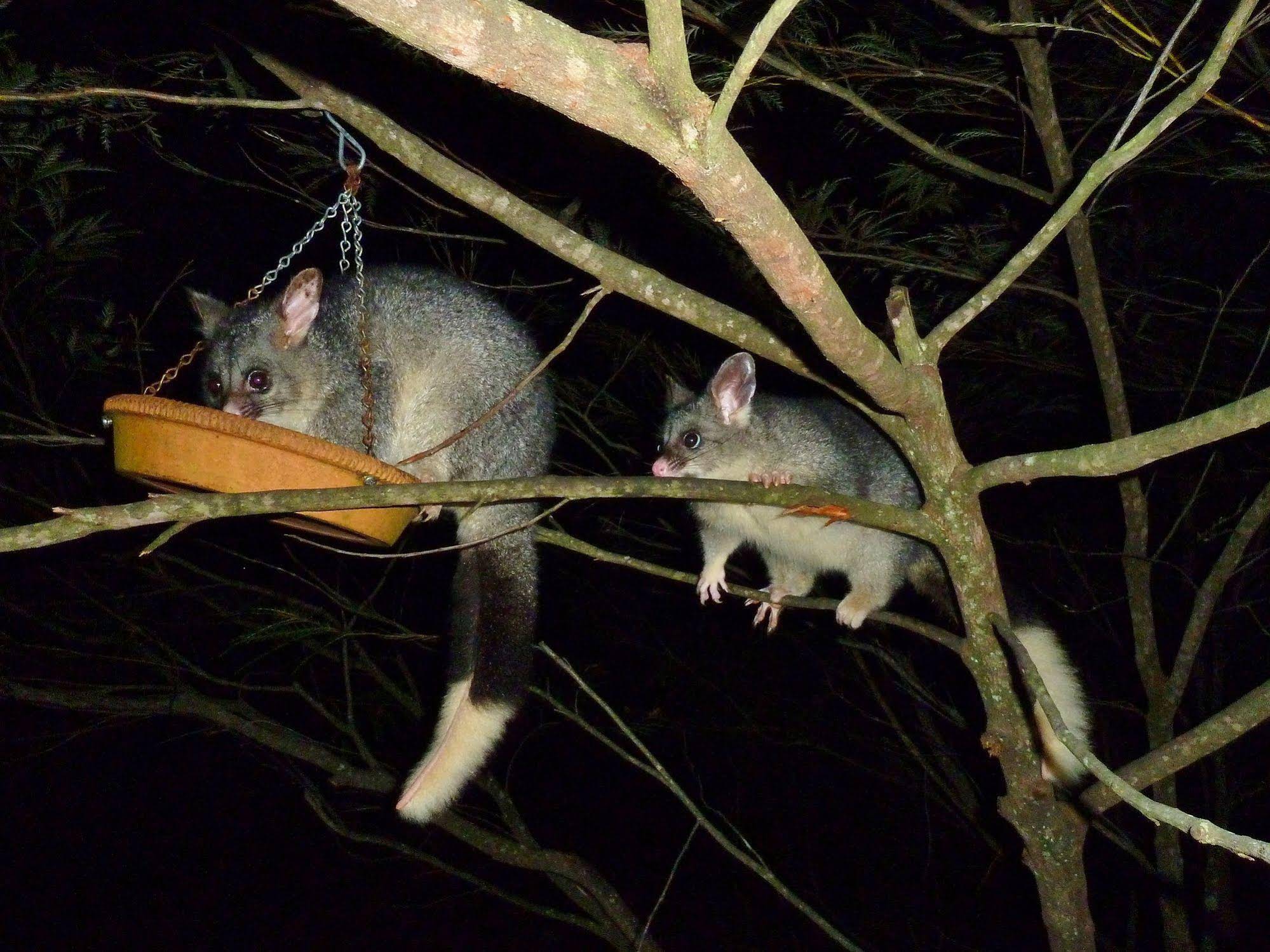 Yelverton brook Eco Spa Retreat & Conservation Sanctuary