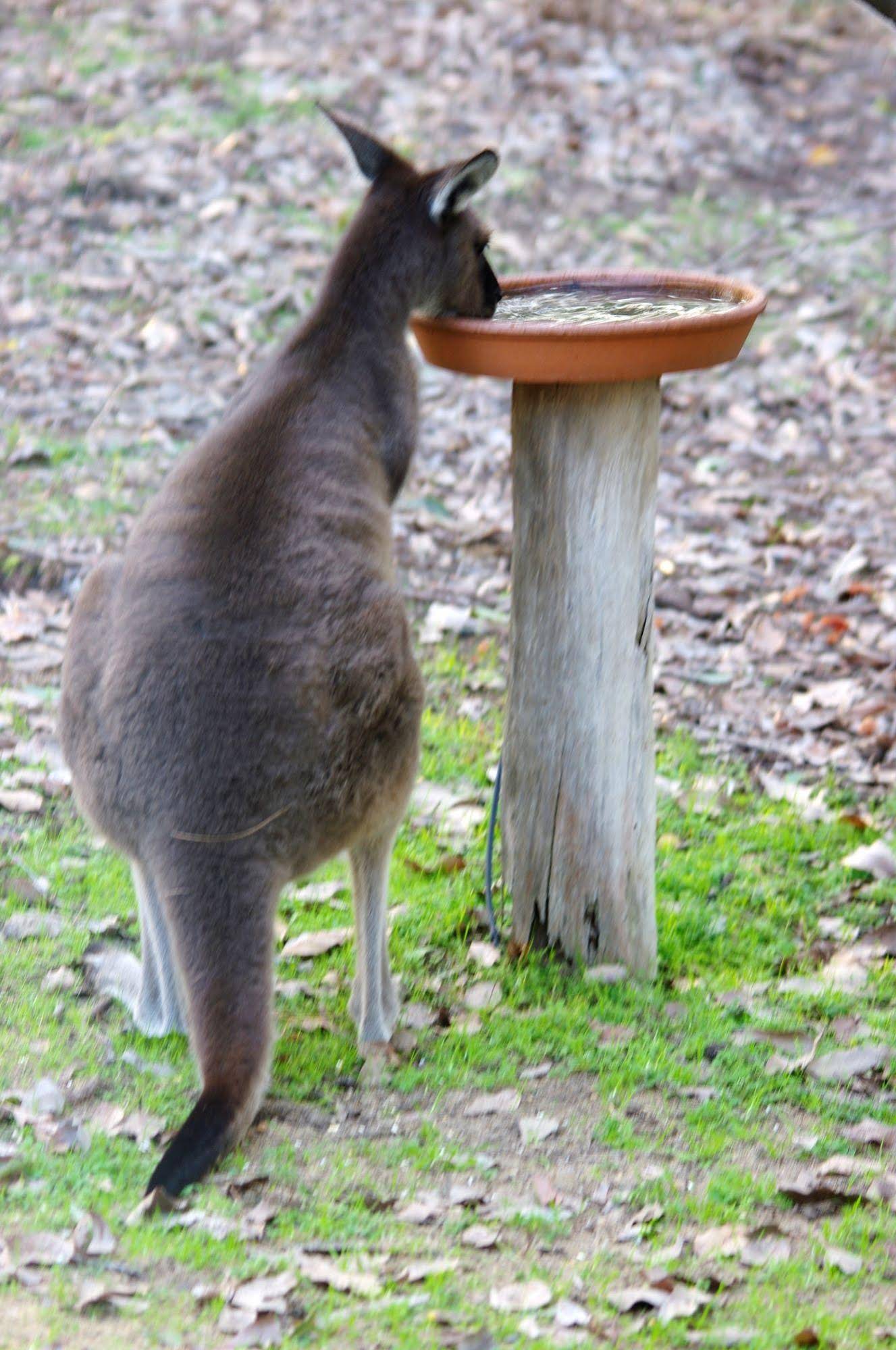 Yelverton brook Eco Spa Retreat & Conservation Sanctuary