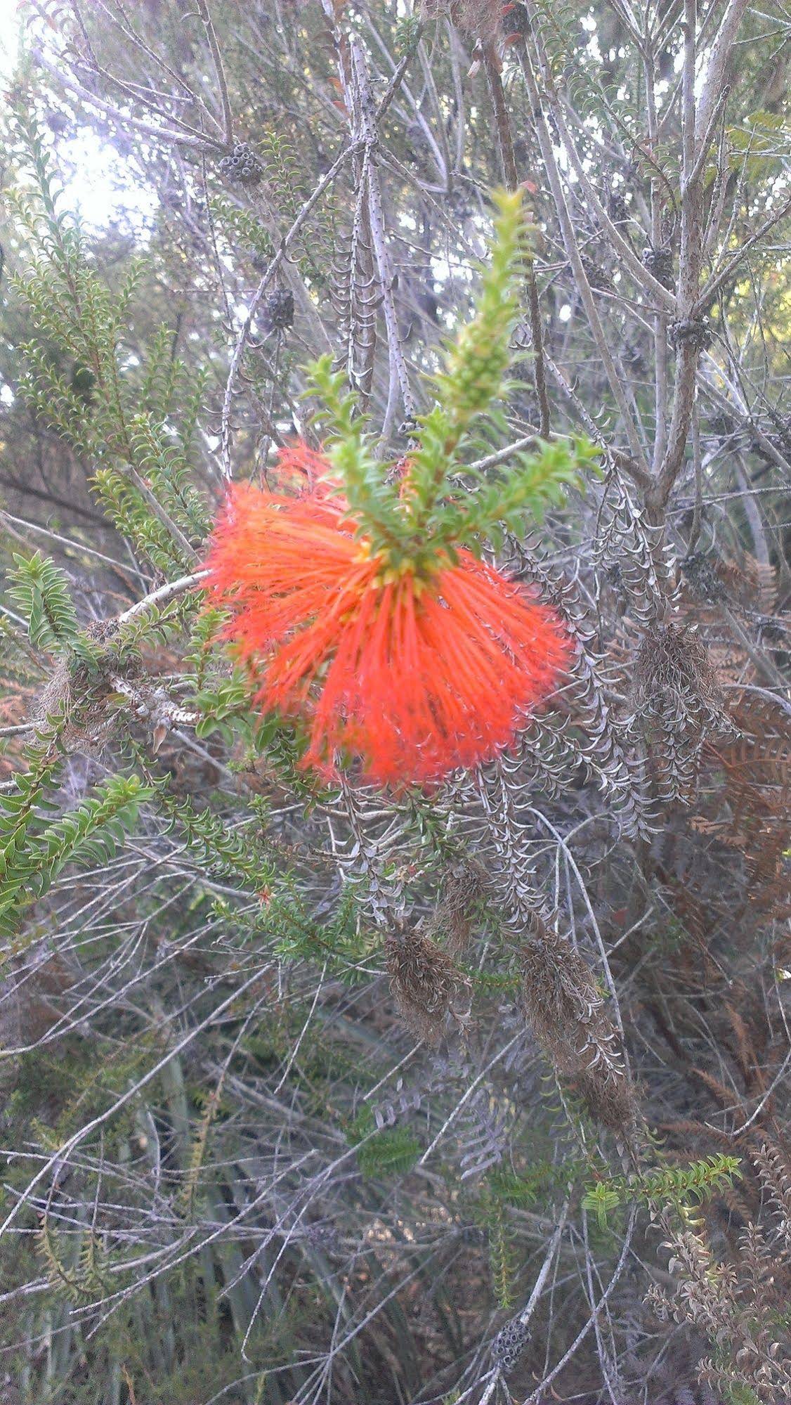 Yelverton brook Eco Spa Retreat & Conservation Sanctuary