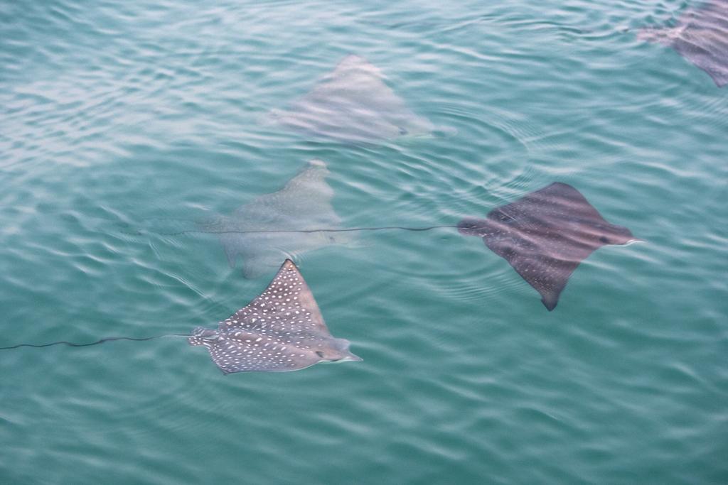 RAC Monkey Mia Dolphin Resort