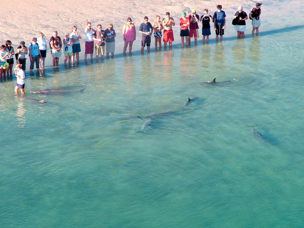 RAC Monkey Mia Dolphin Resort