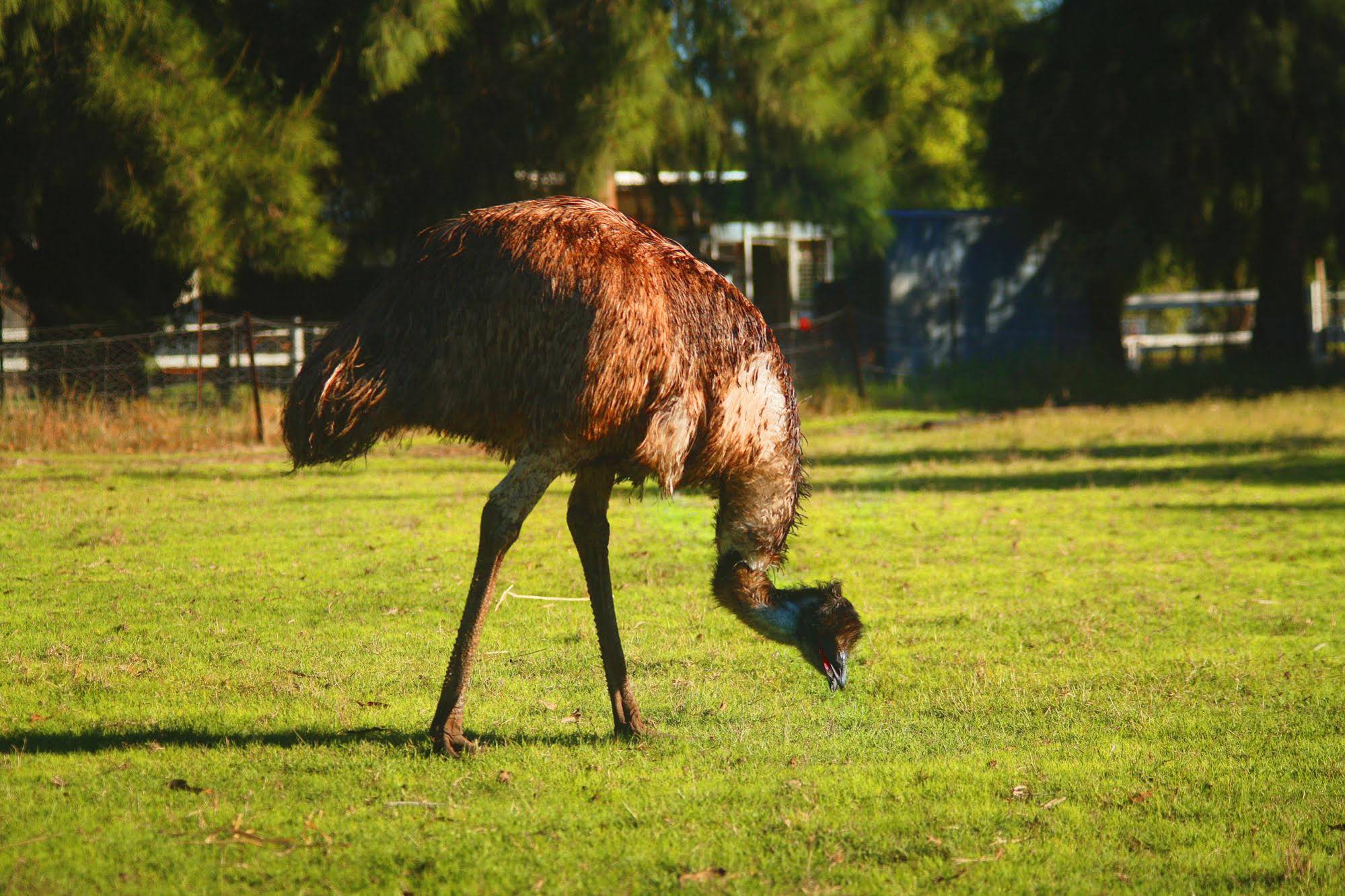 Enderslie House Bed & Breakfast & Farmstay