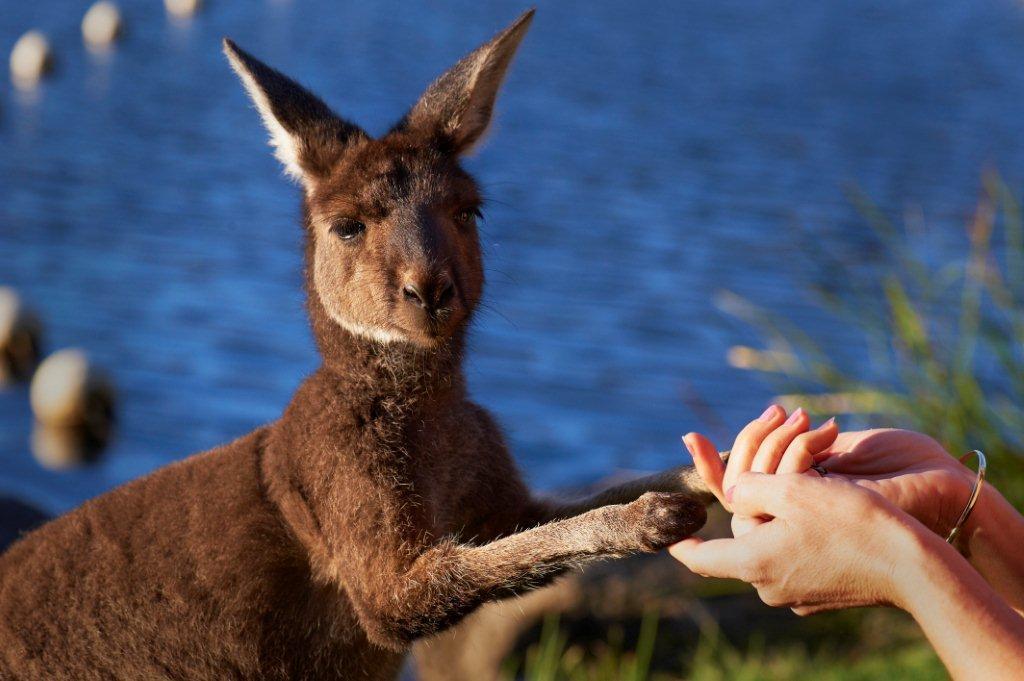 RAC Karri Valley Resort