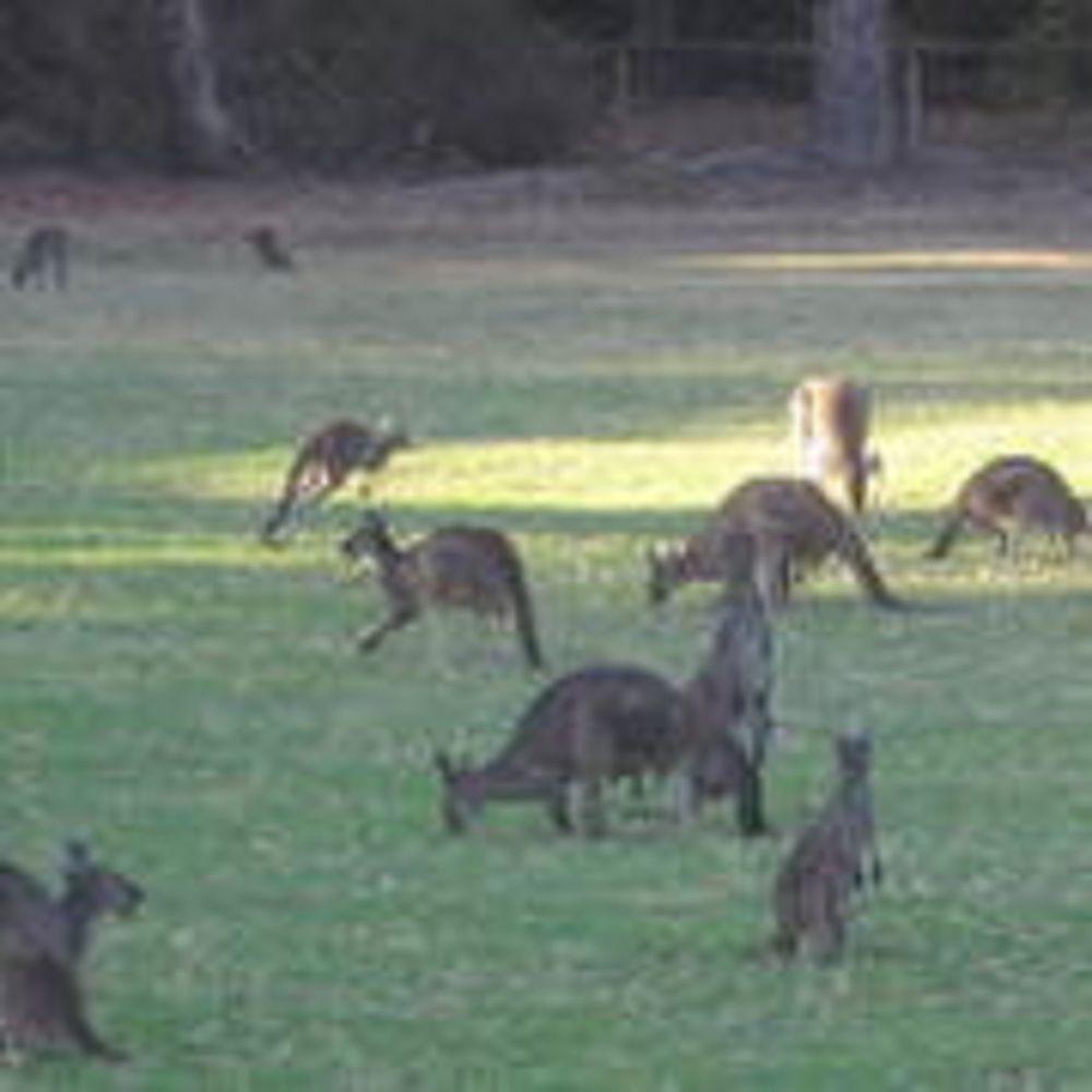 RAC Karri Valley Resort