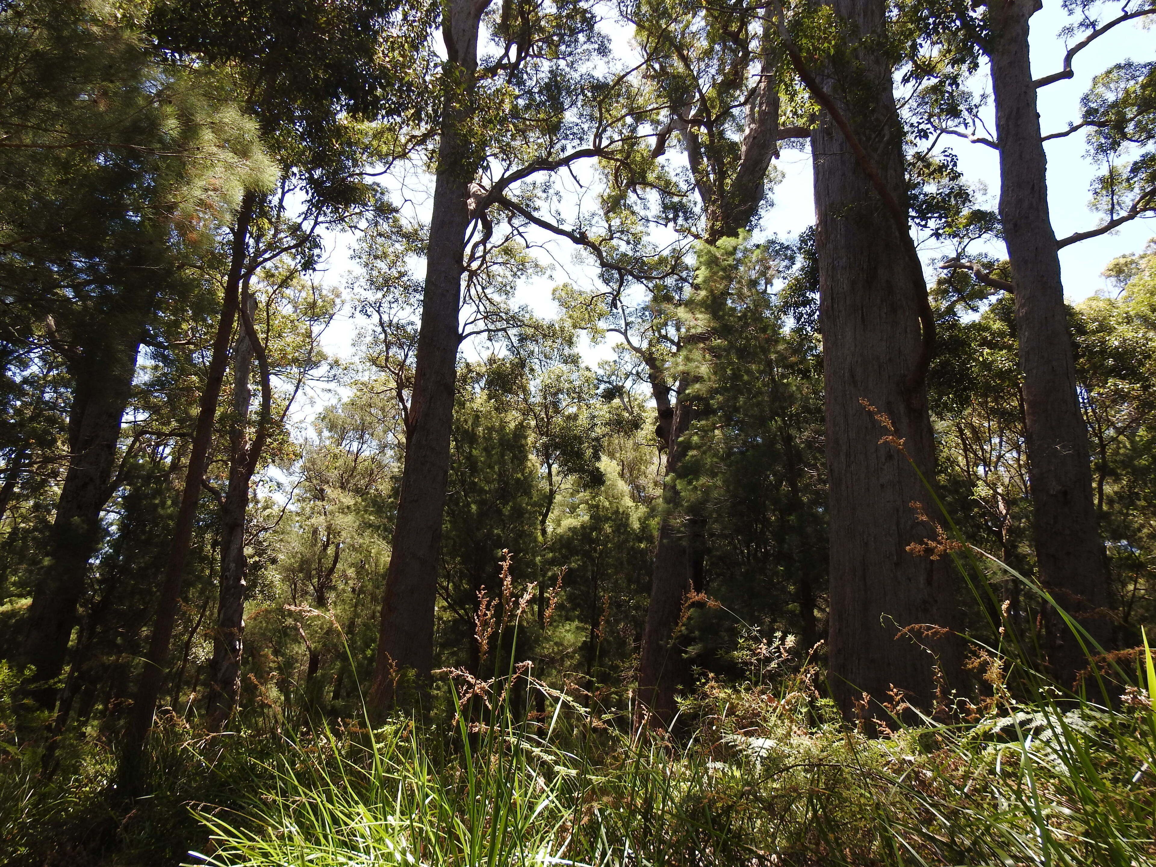 Serenity House Pemberton