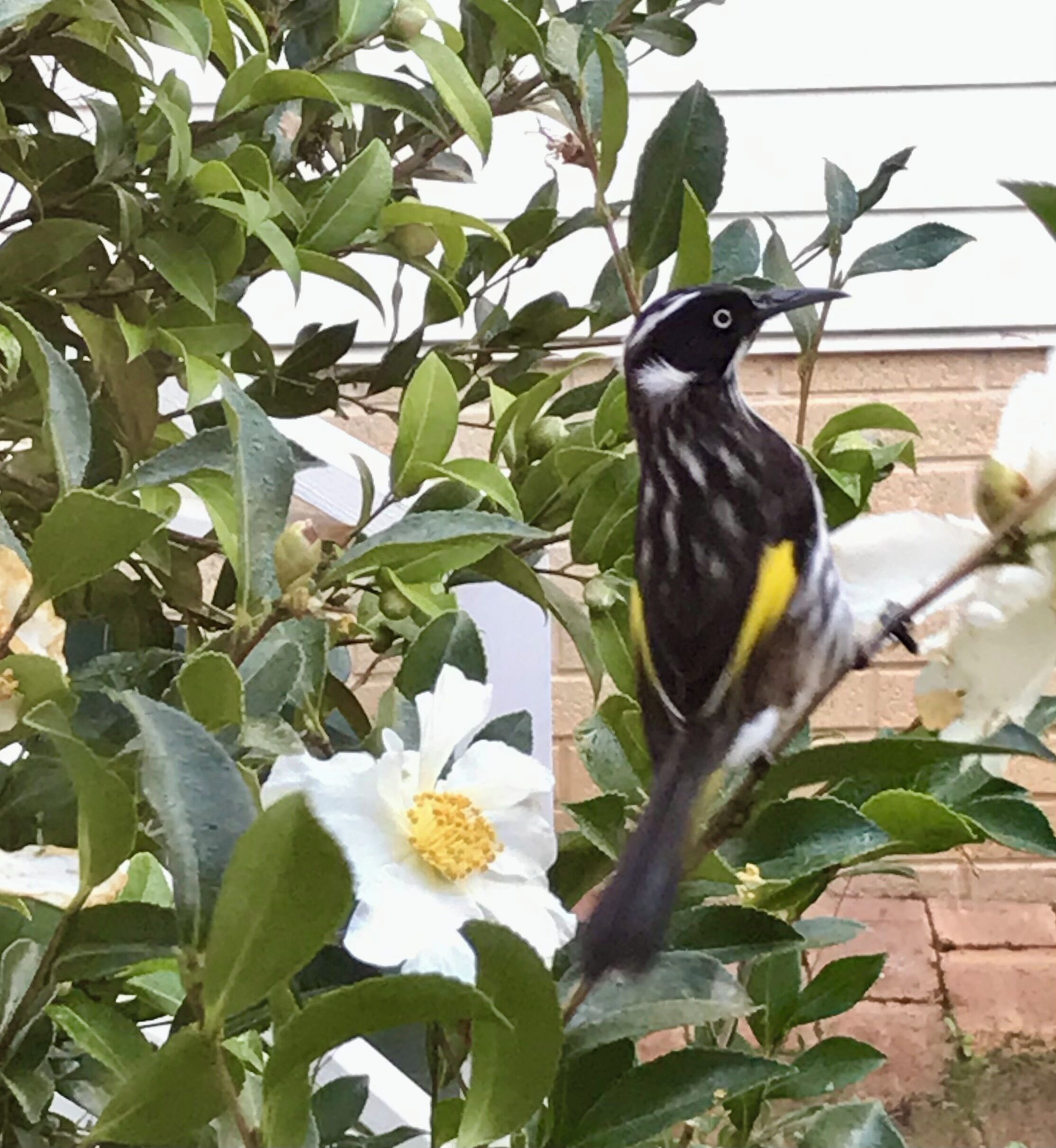 Serenity House Pemberton