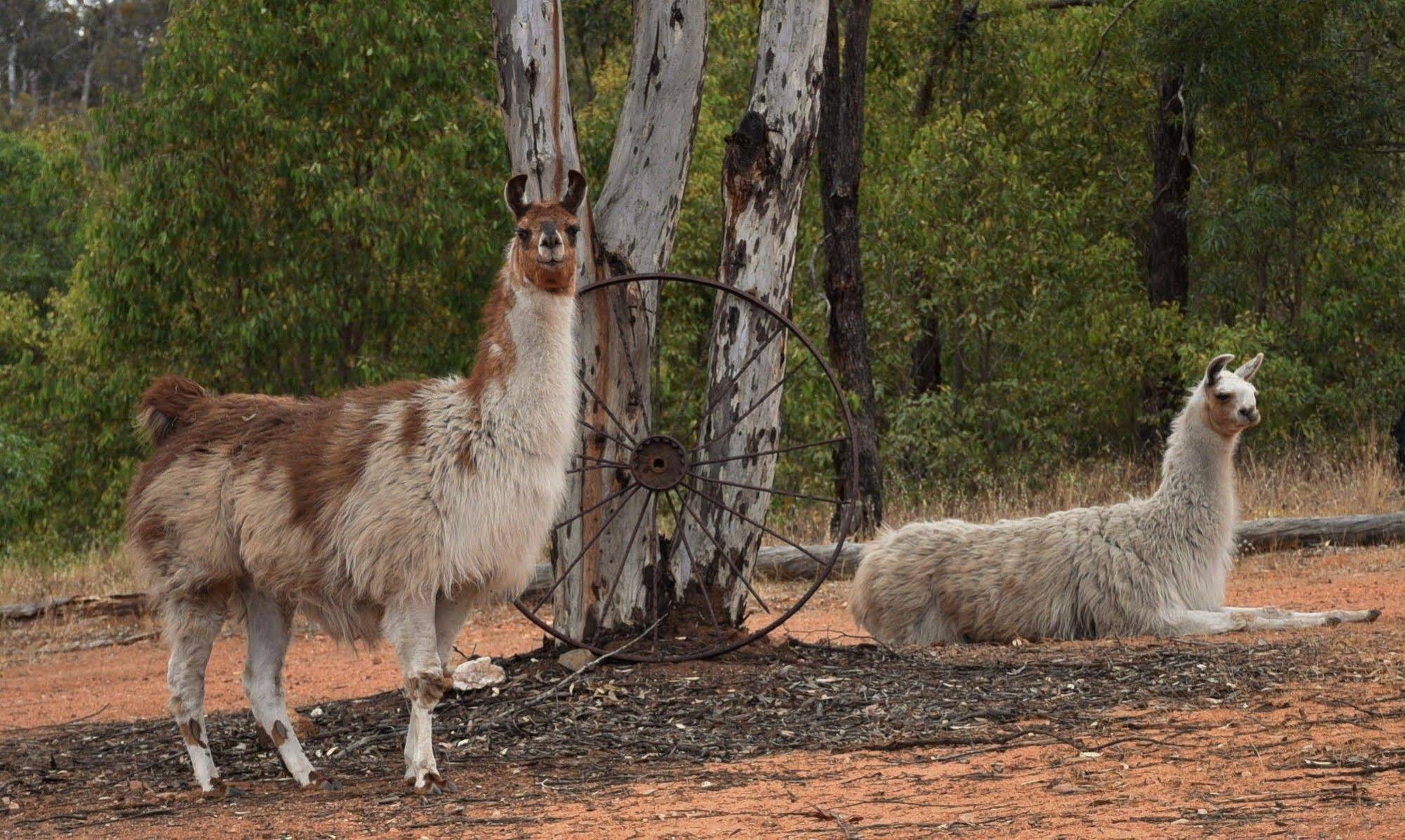 Black Wattle Retreat