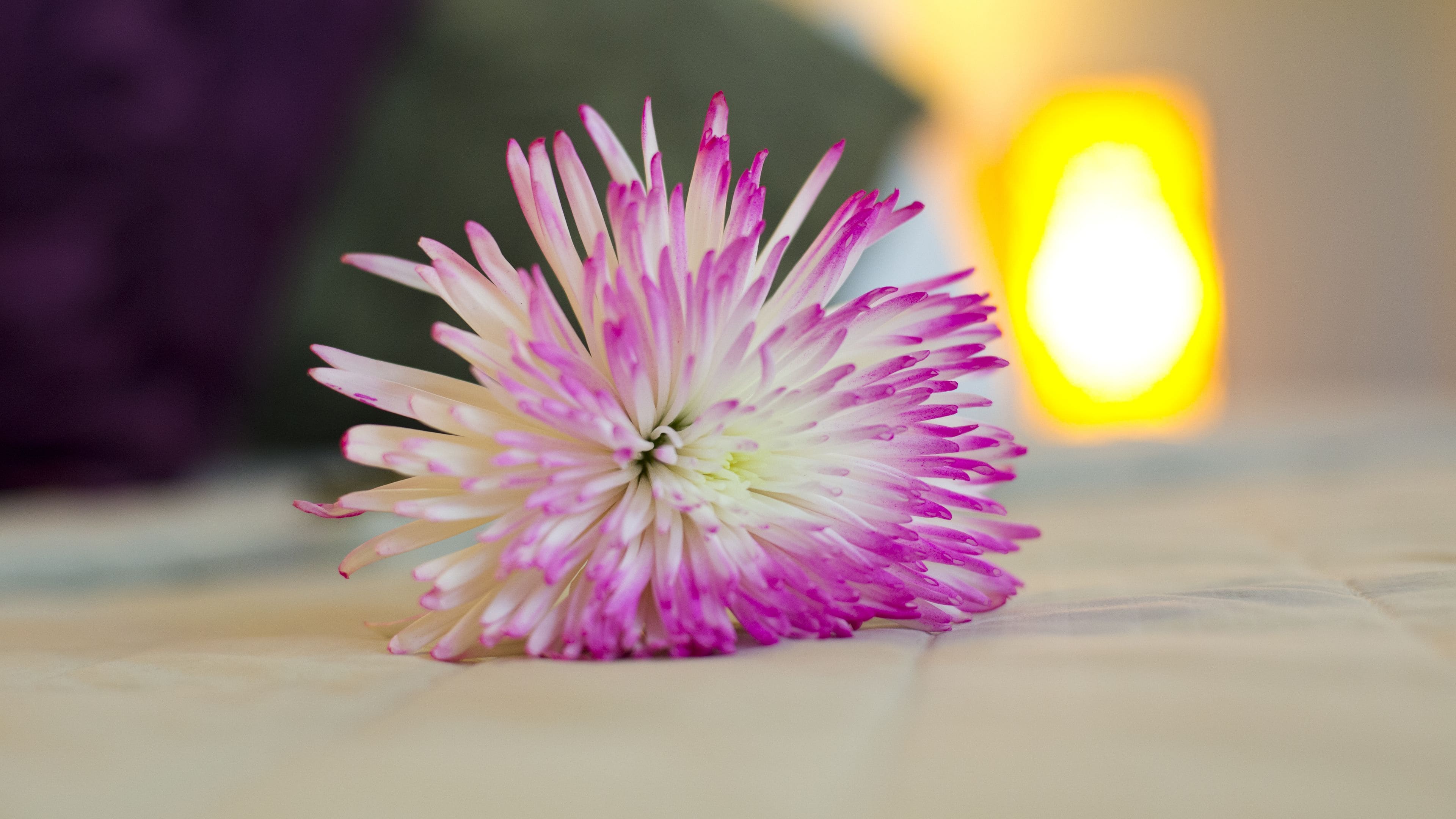 Costa Esmeralda Village