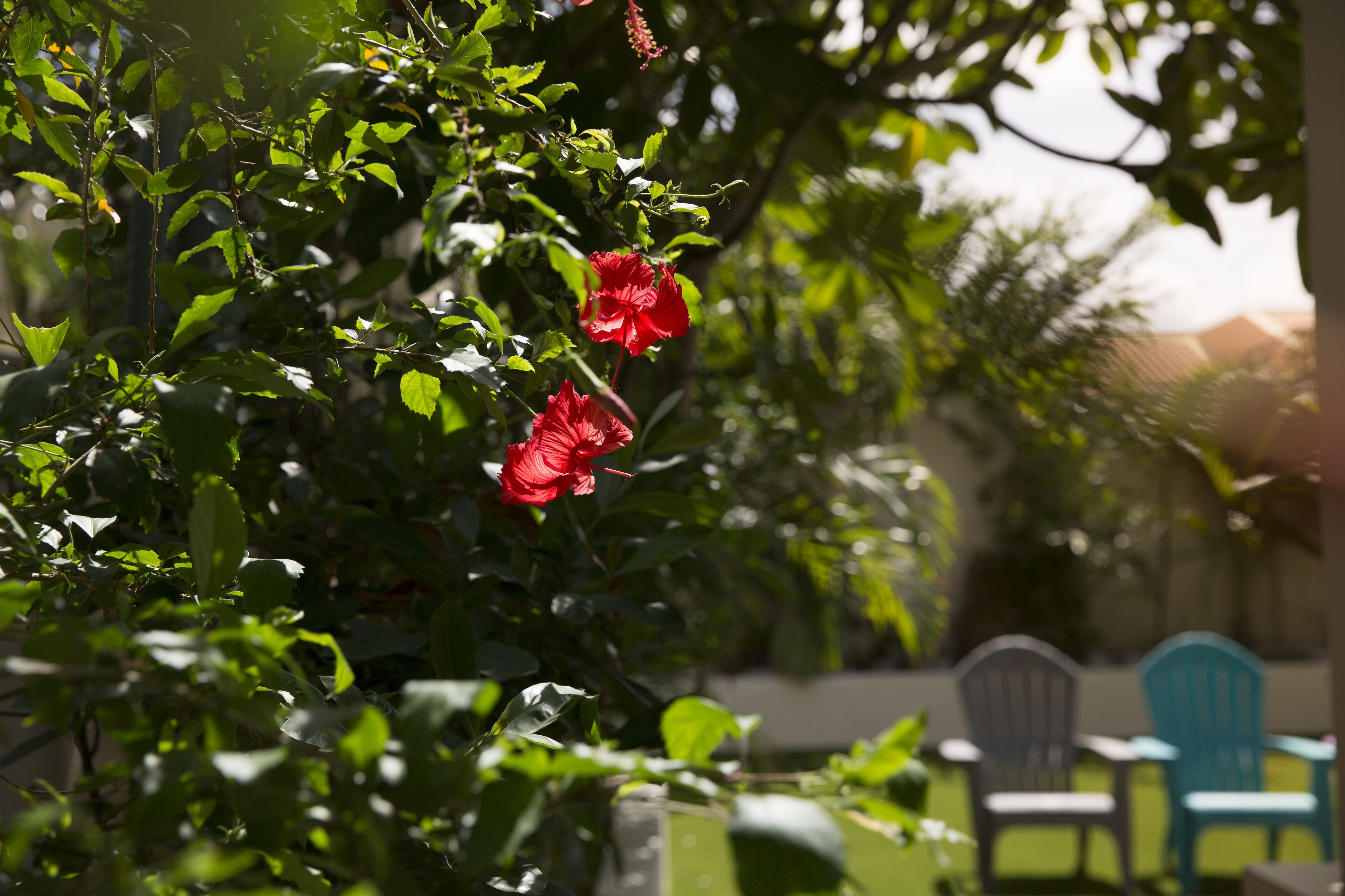 Little Jungle Apartments Aruba