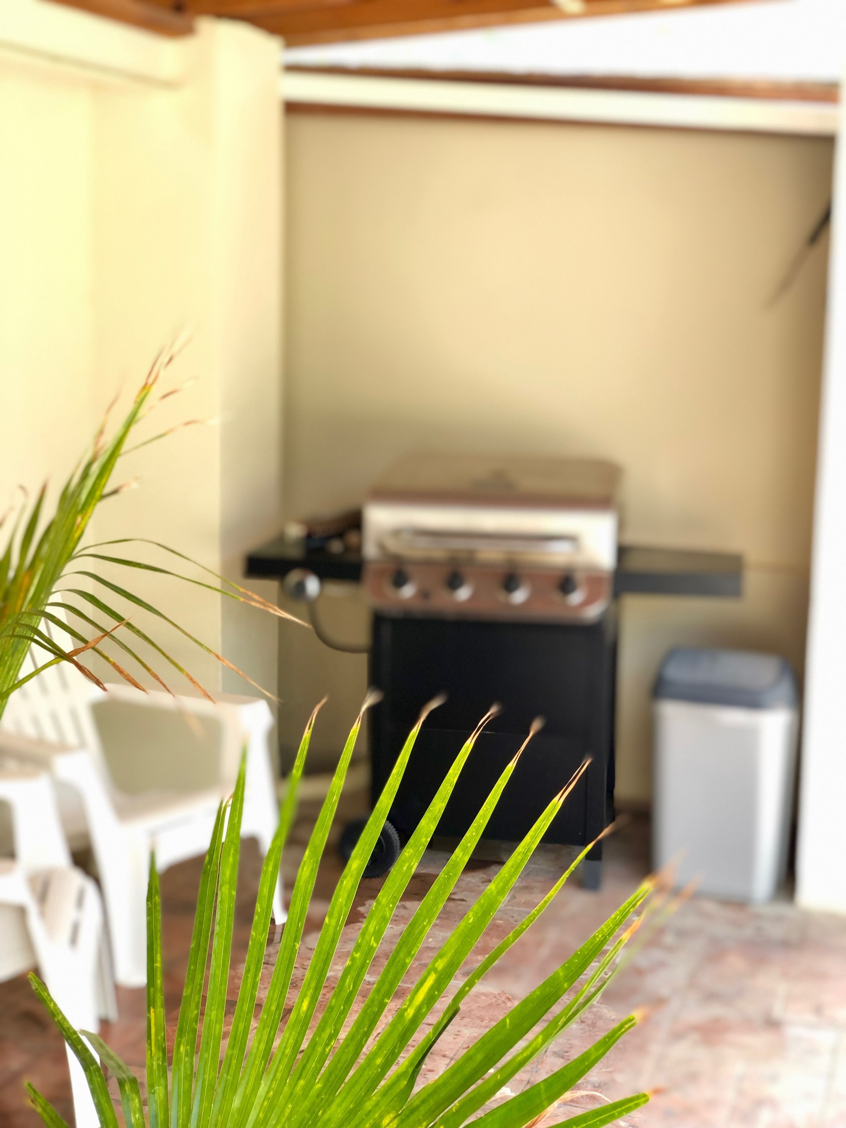 Little Jungle Apartments Aruba