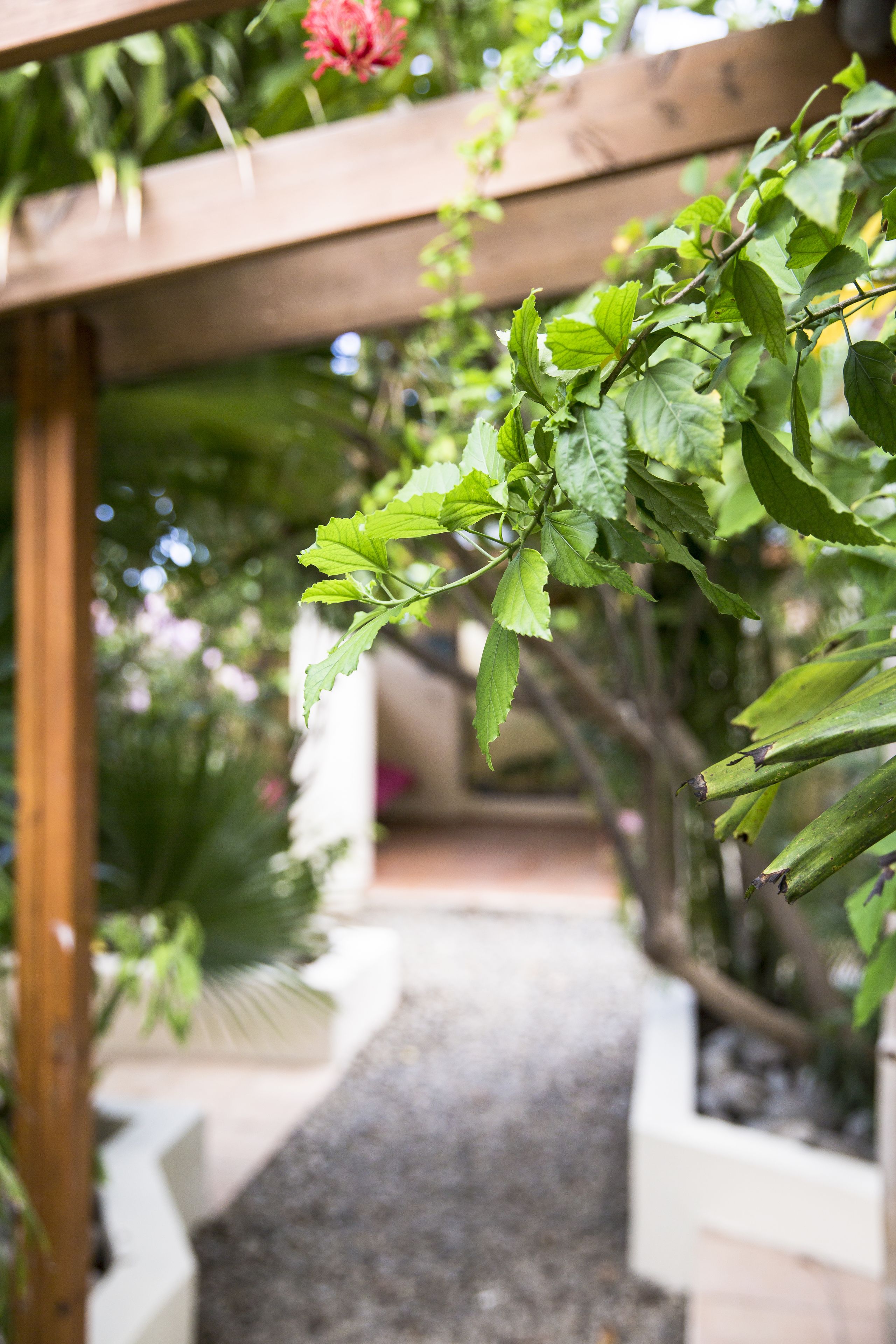 Little Jungle Apartments Aruba