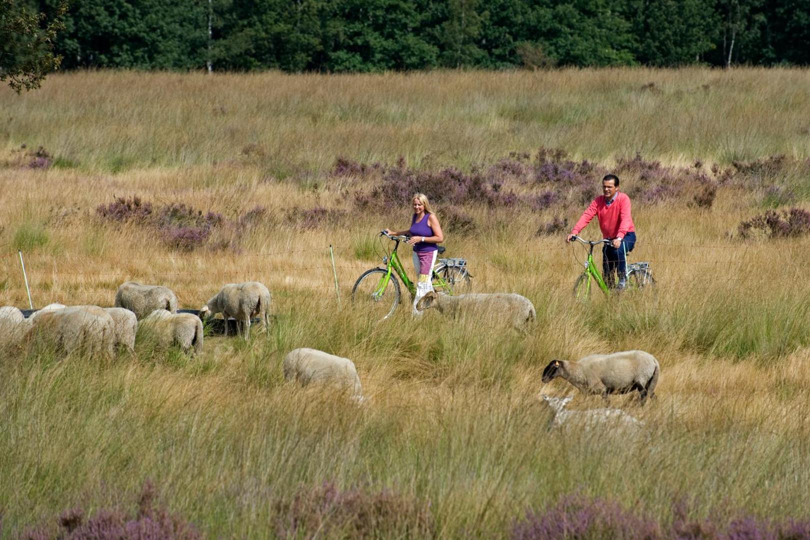 Stiemerheide