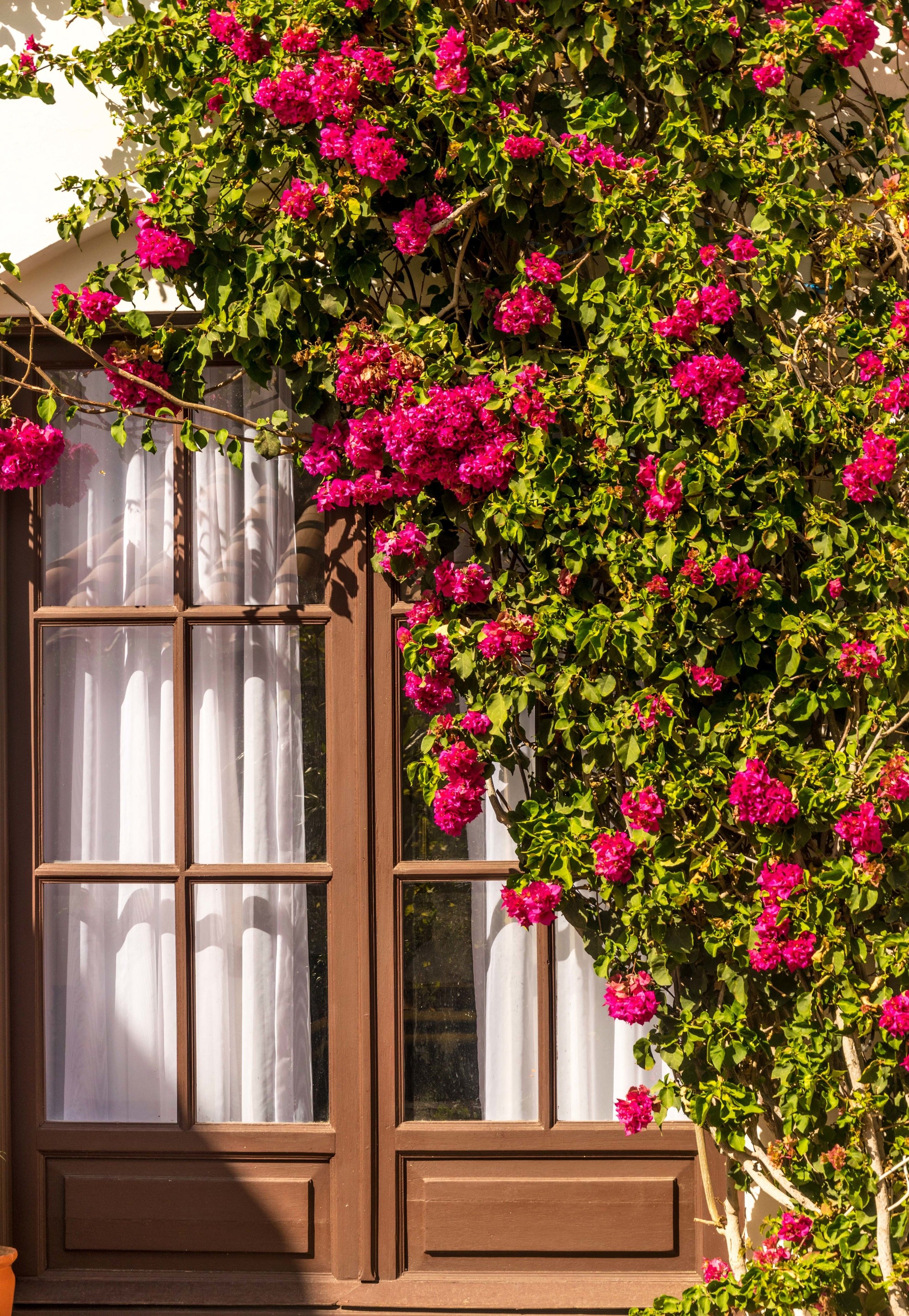 El Jardin De Su Merced B&B