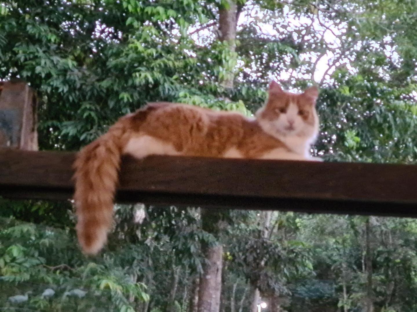 Bosque São Francisco