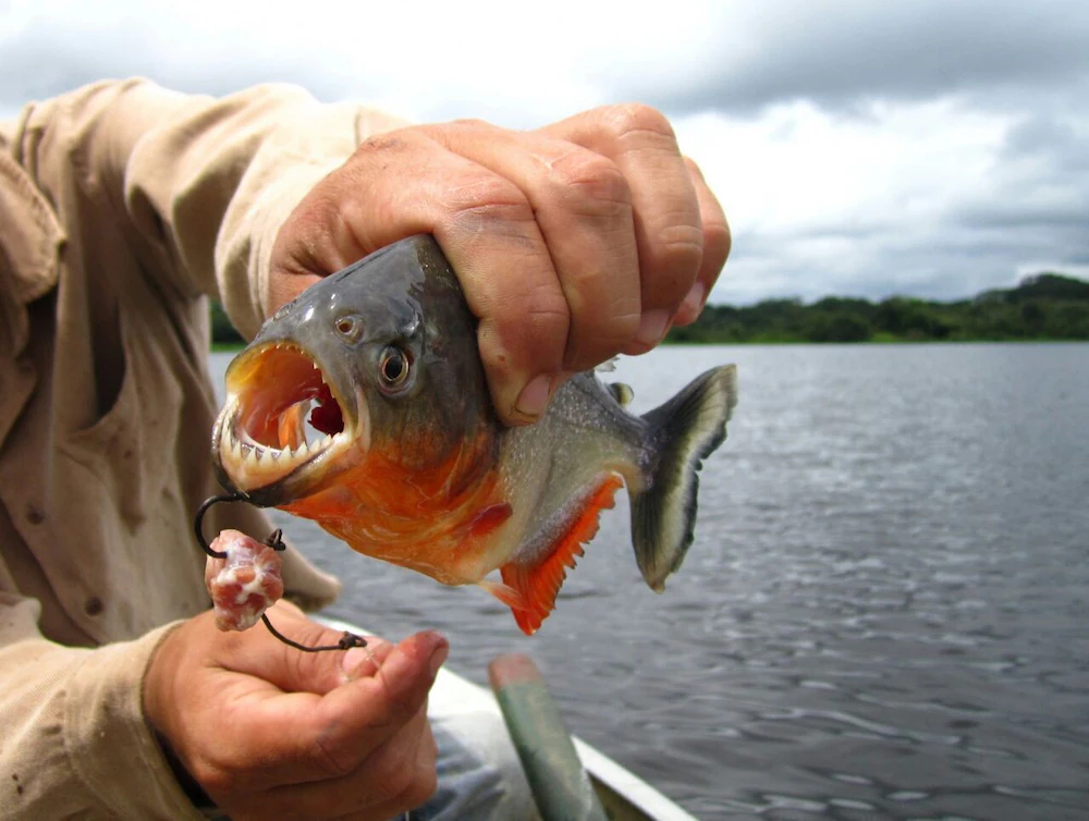 Anaconda Amazon Resort