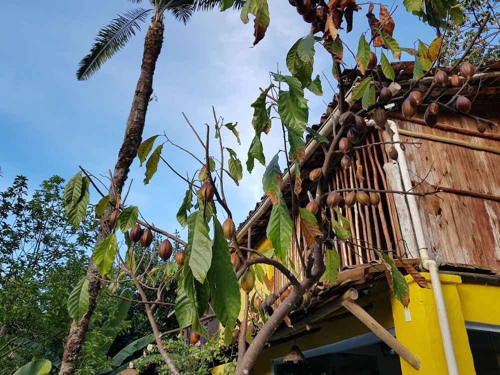 Odoya Eco Pousada