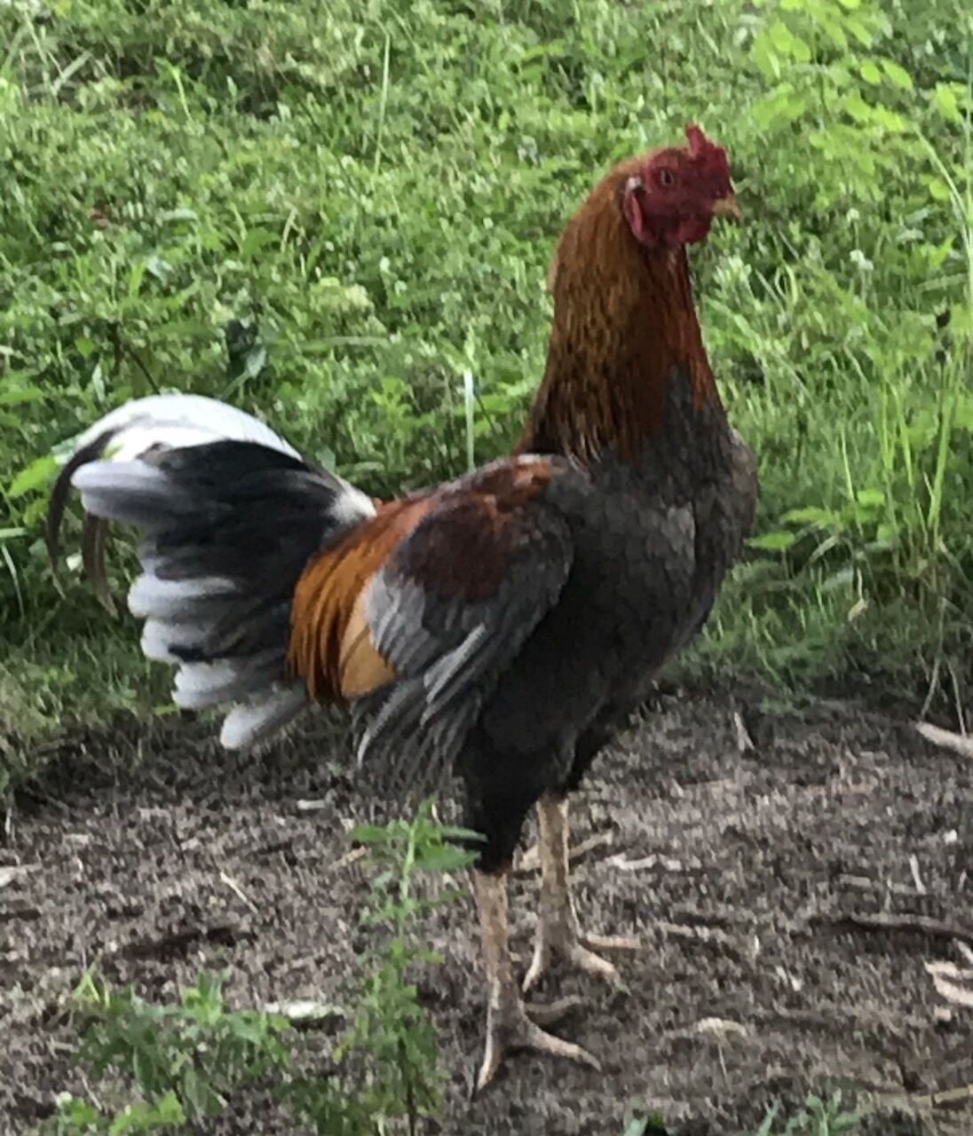 Pousada Flor De Alecrim