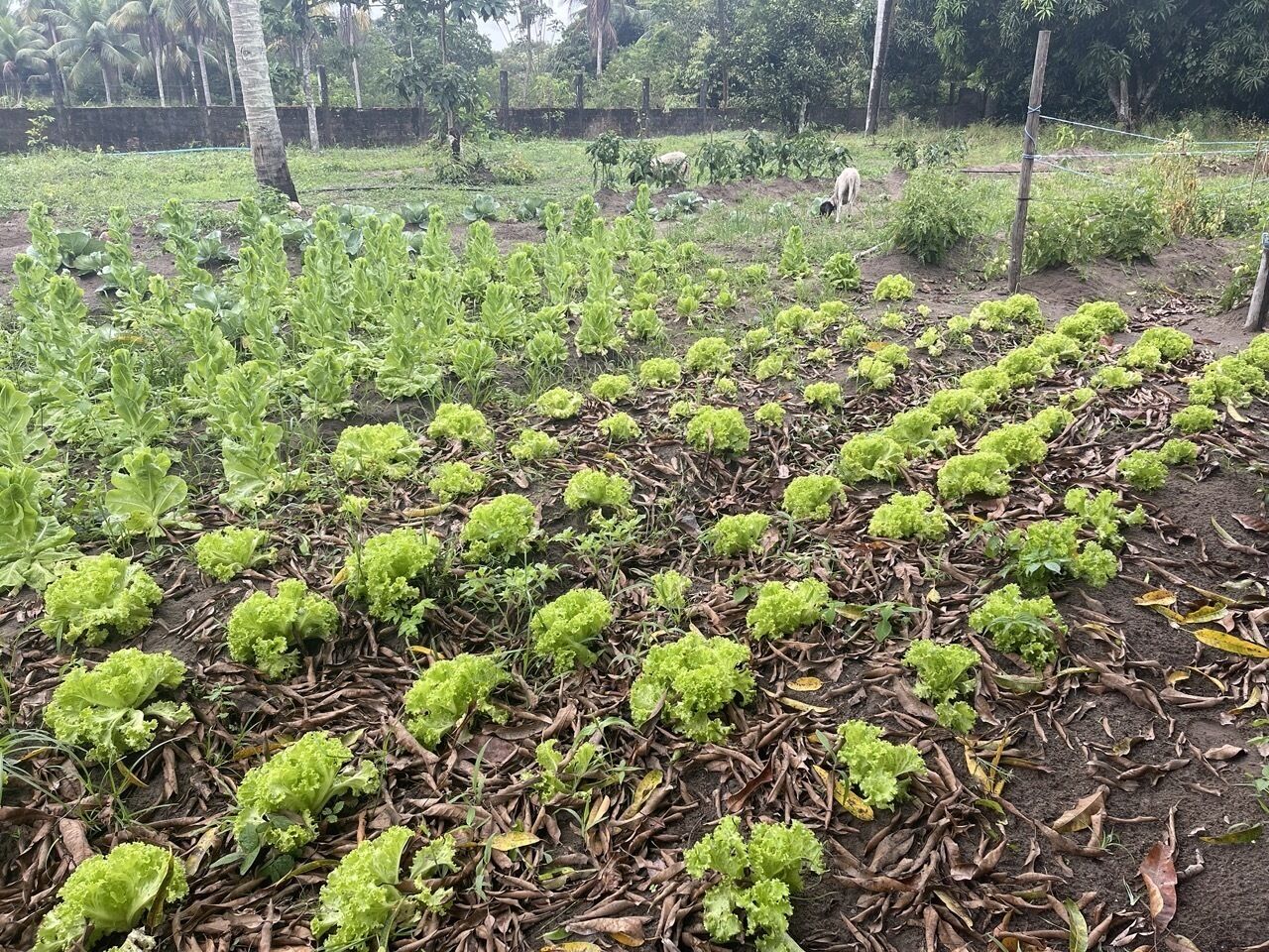 Pousada Flor De Alecrim