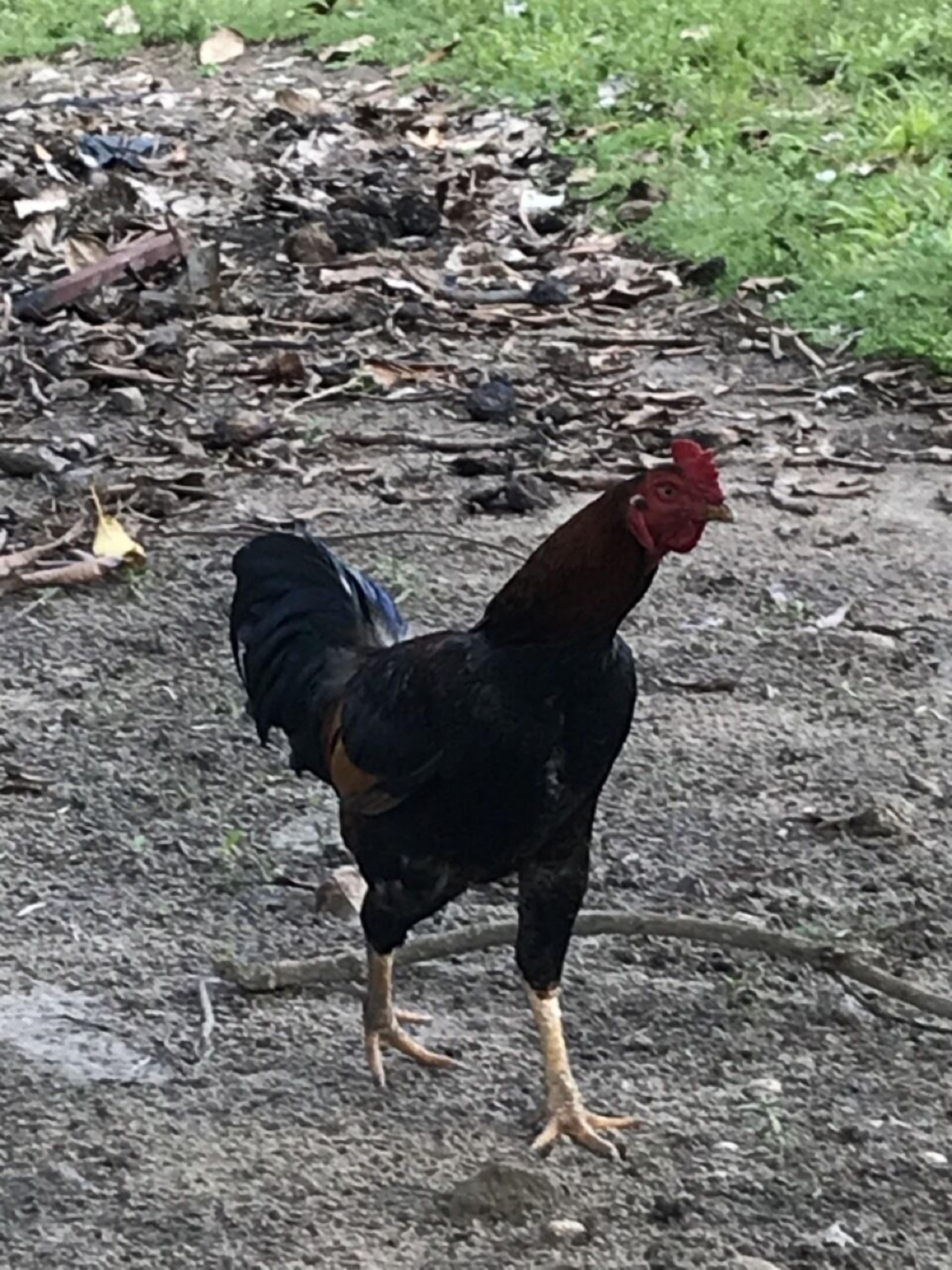 Pousada Flor De Alecrim