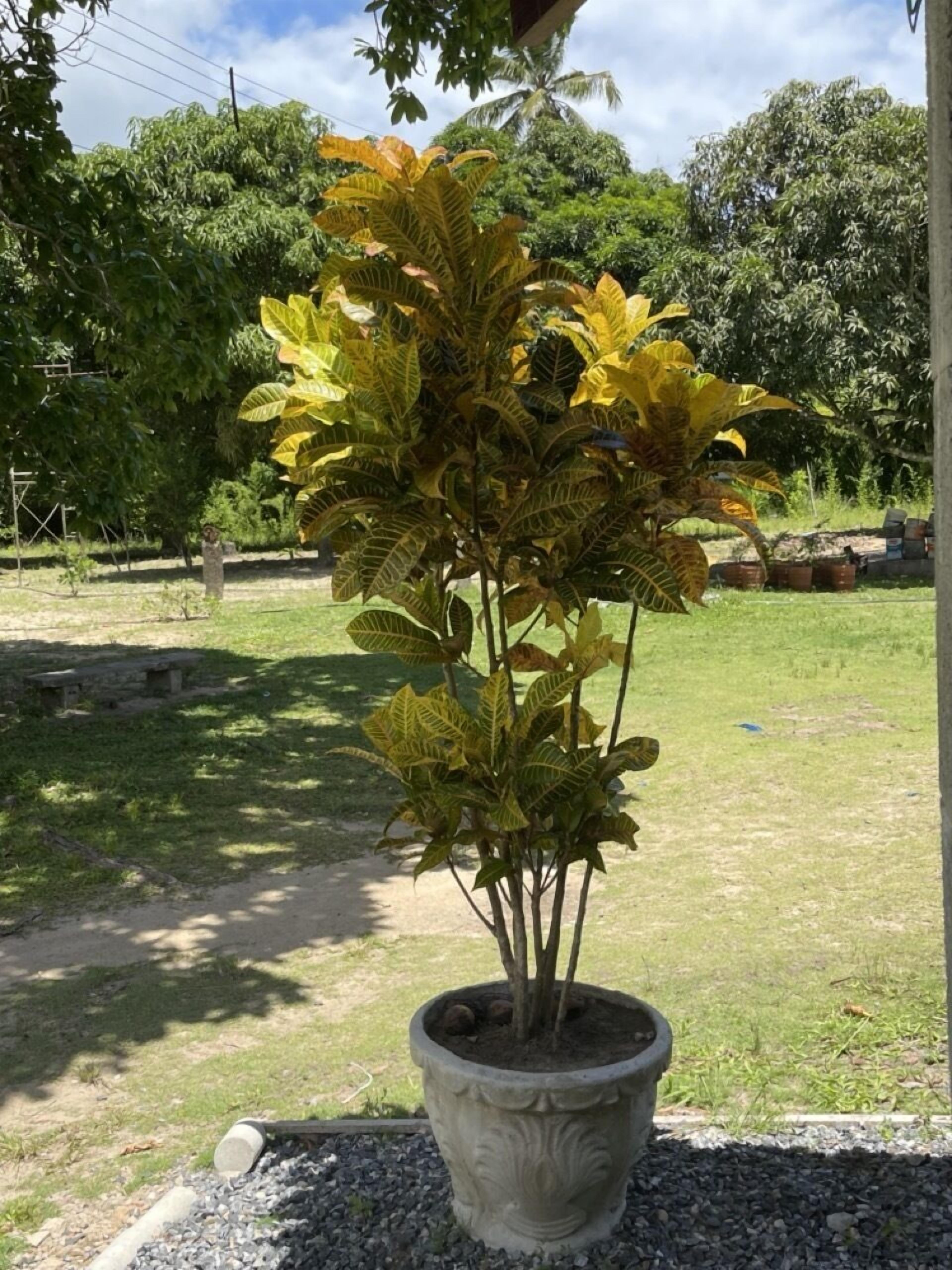 Pousada Flor De Alecrim